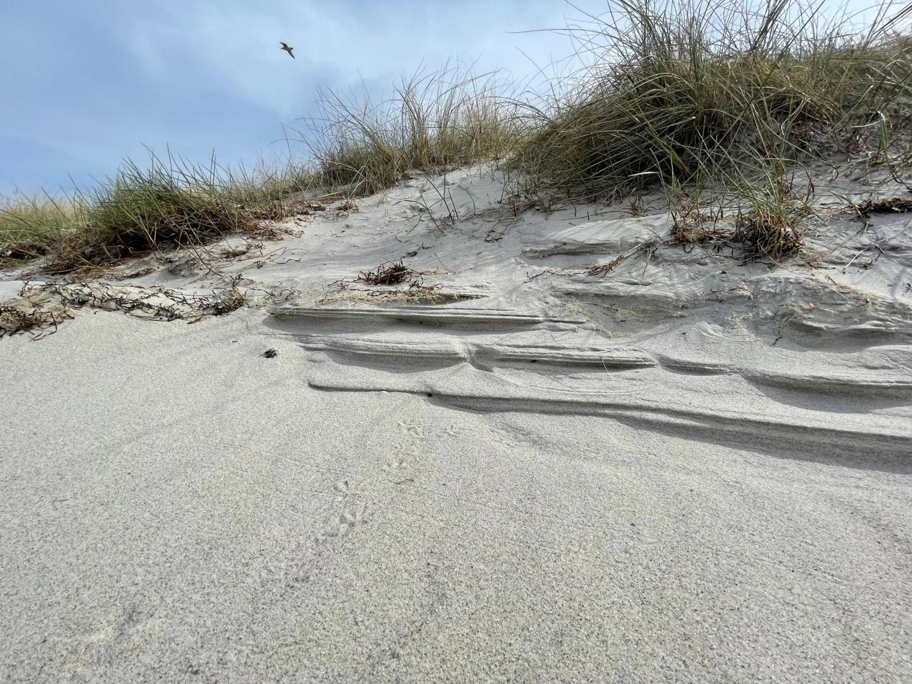 Strandwohnung direkt am Meer - Whg 33