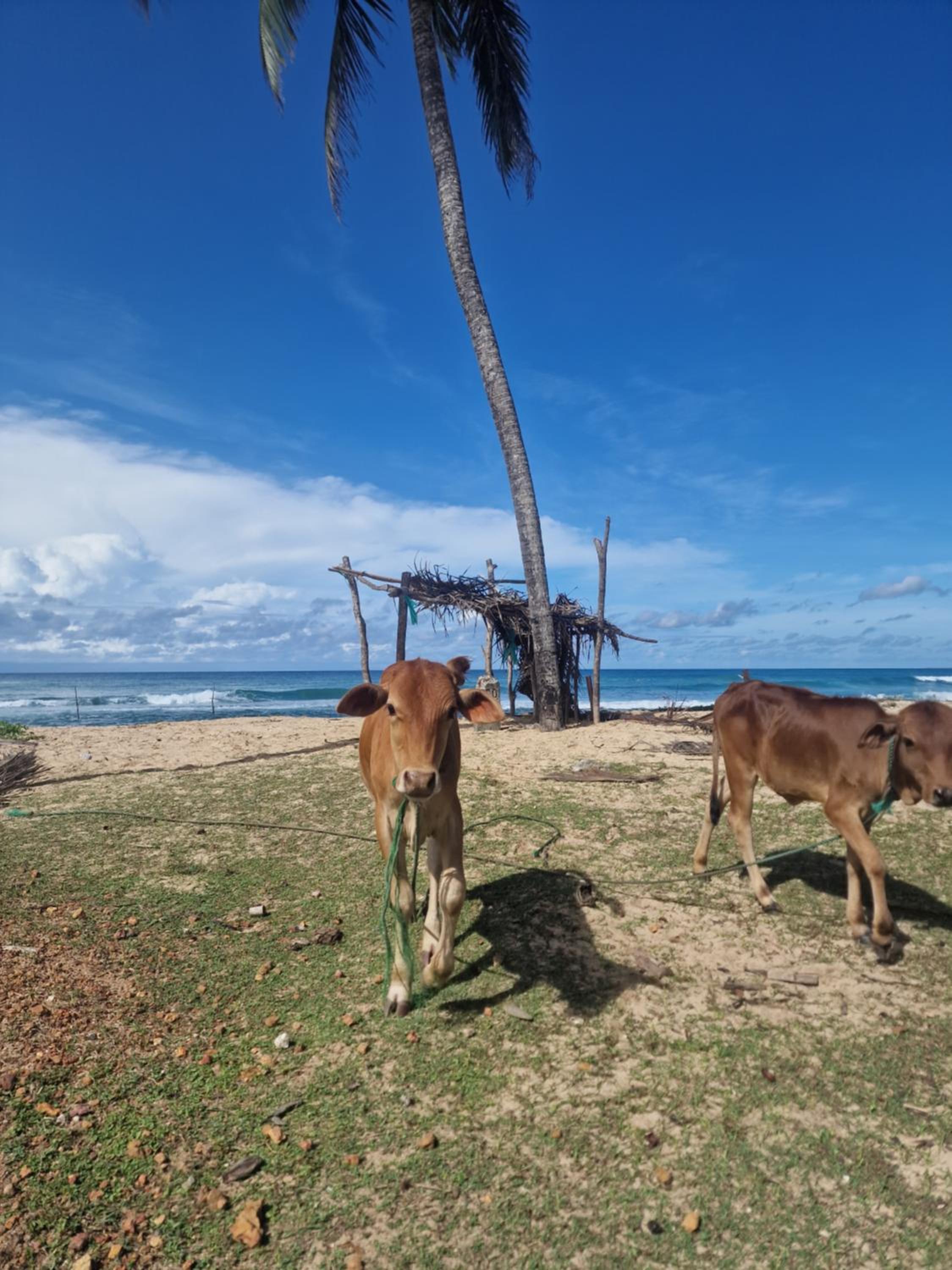 2 Bed AC Villa - Coconut Beach - SUPER FAST WIFI view 4