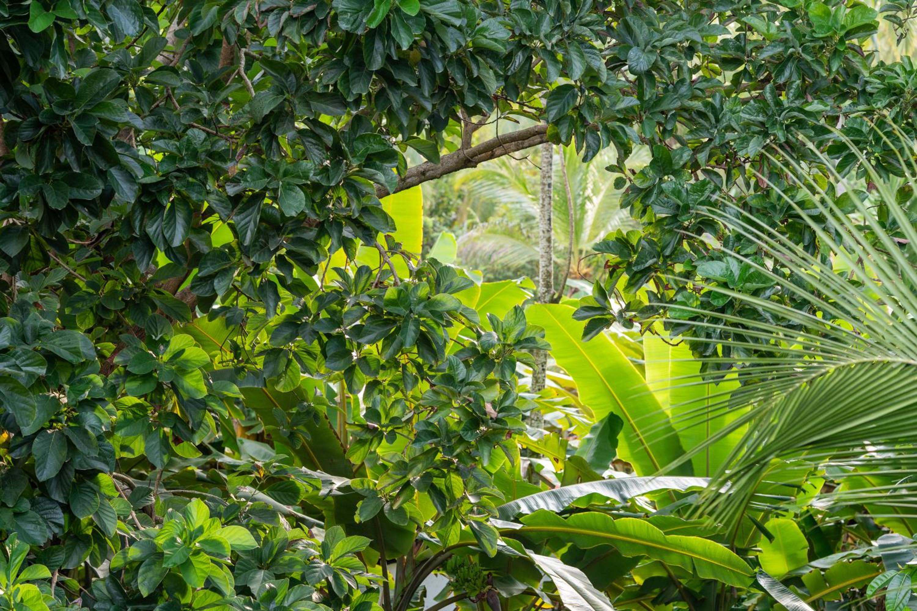 Tayrona Juanchos House Hostel
