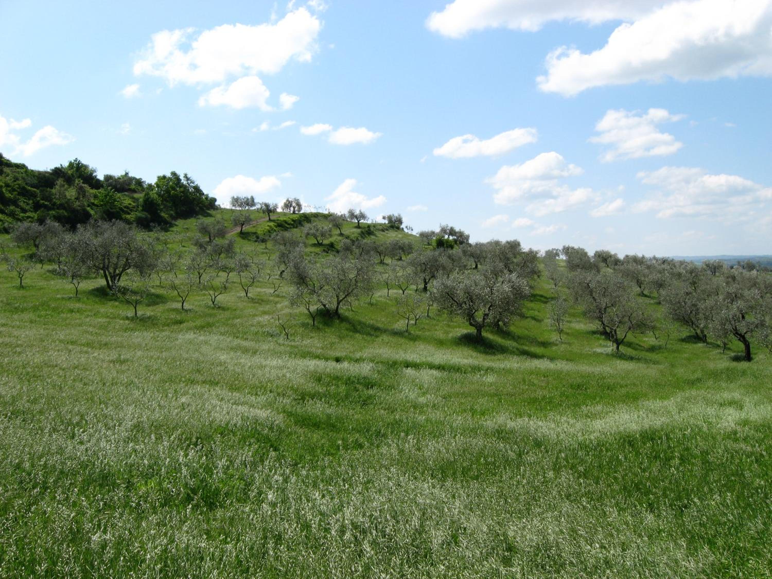 Agriturismo Le Roghete view 4