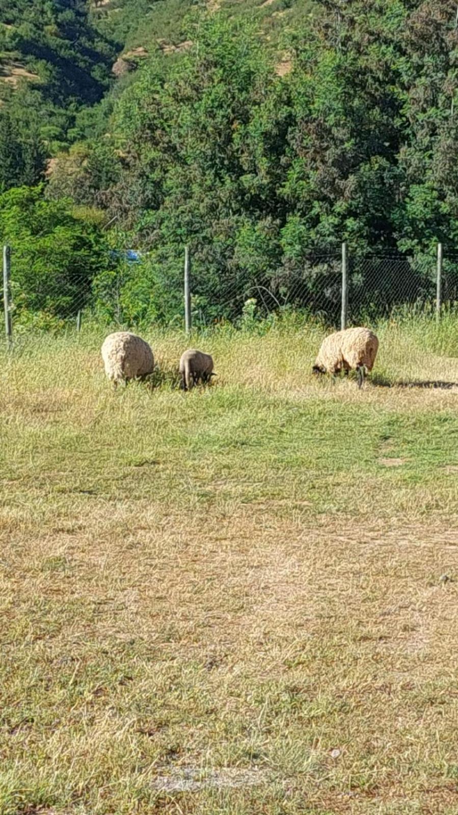 Estancia Don Domingo