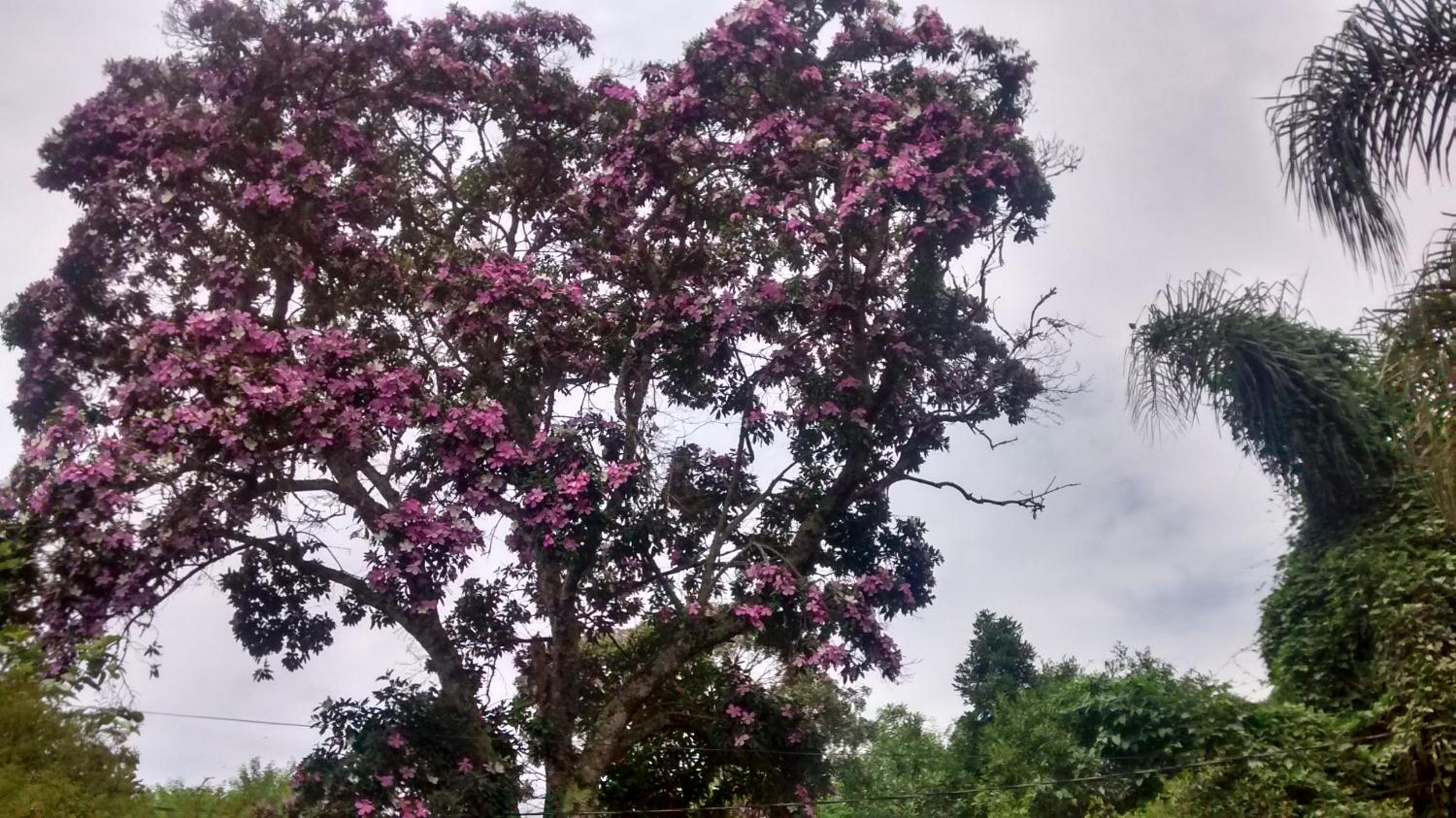 Chácara Manacá