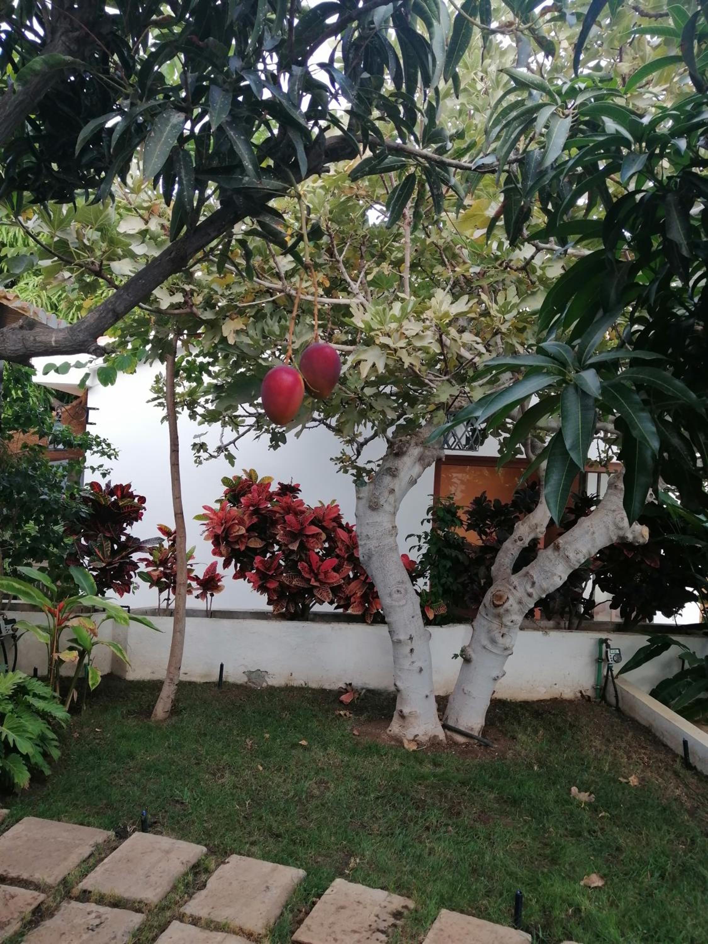 The Mango House