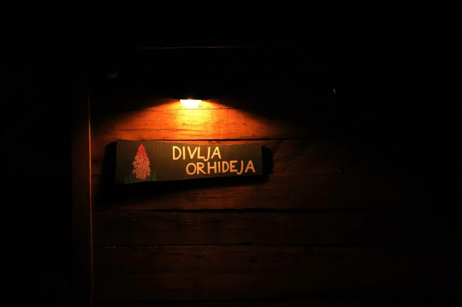 Divlja Orhideja