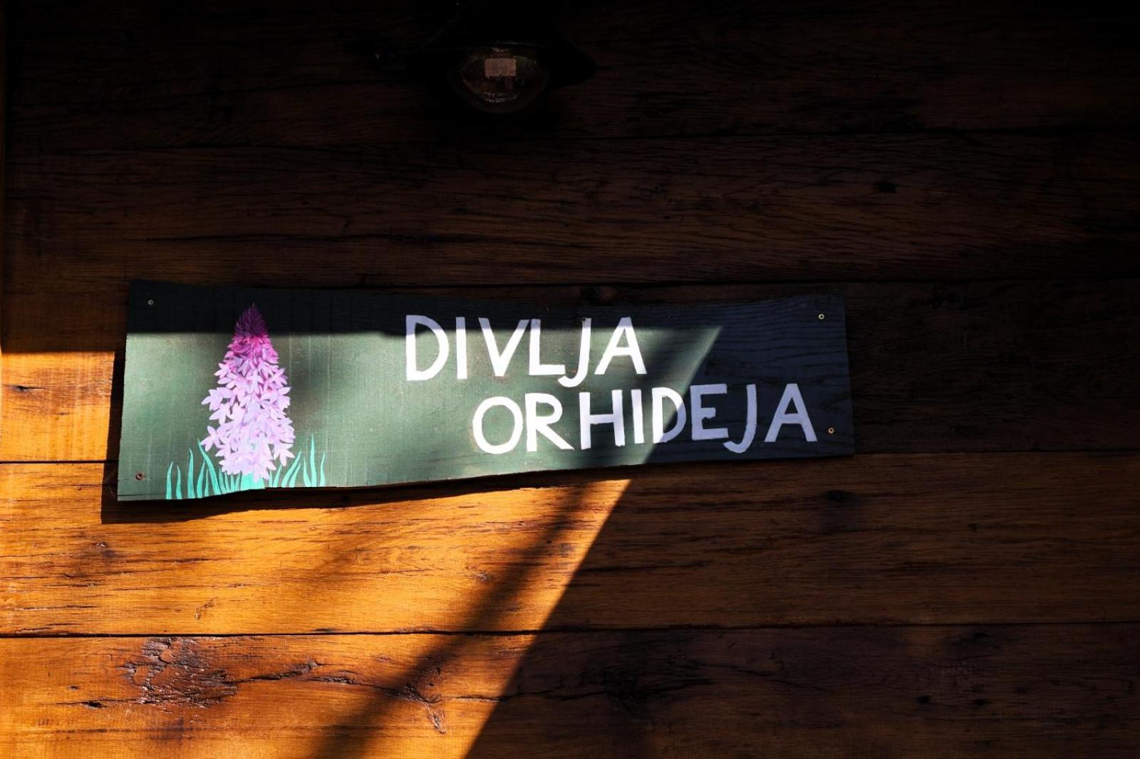 Divlja Orhideja