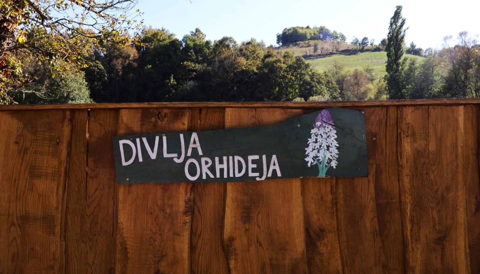 Divlja Orhideja