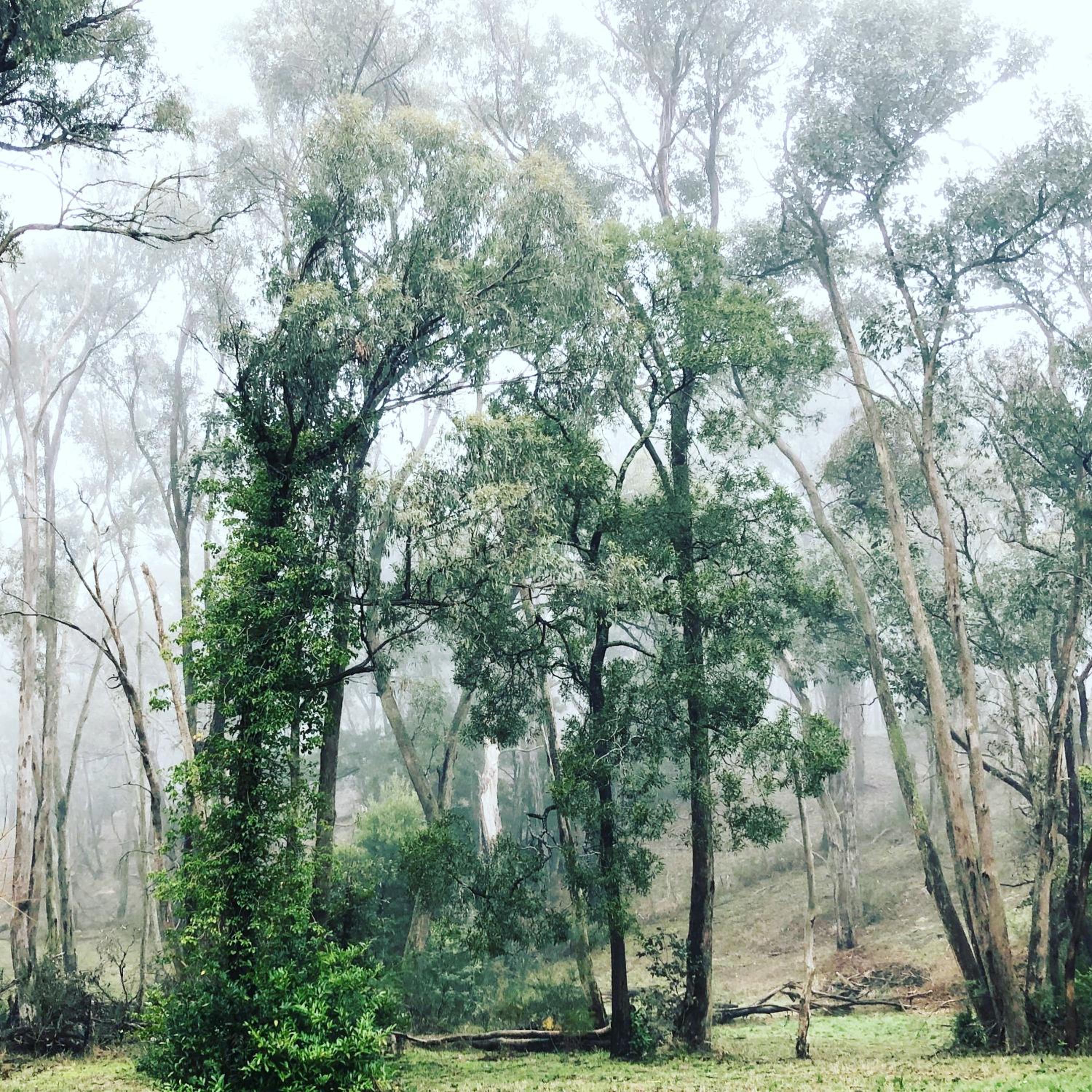 Red Gables Daylesford Suites