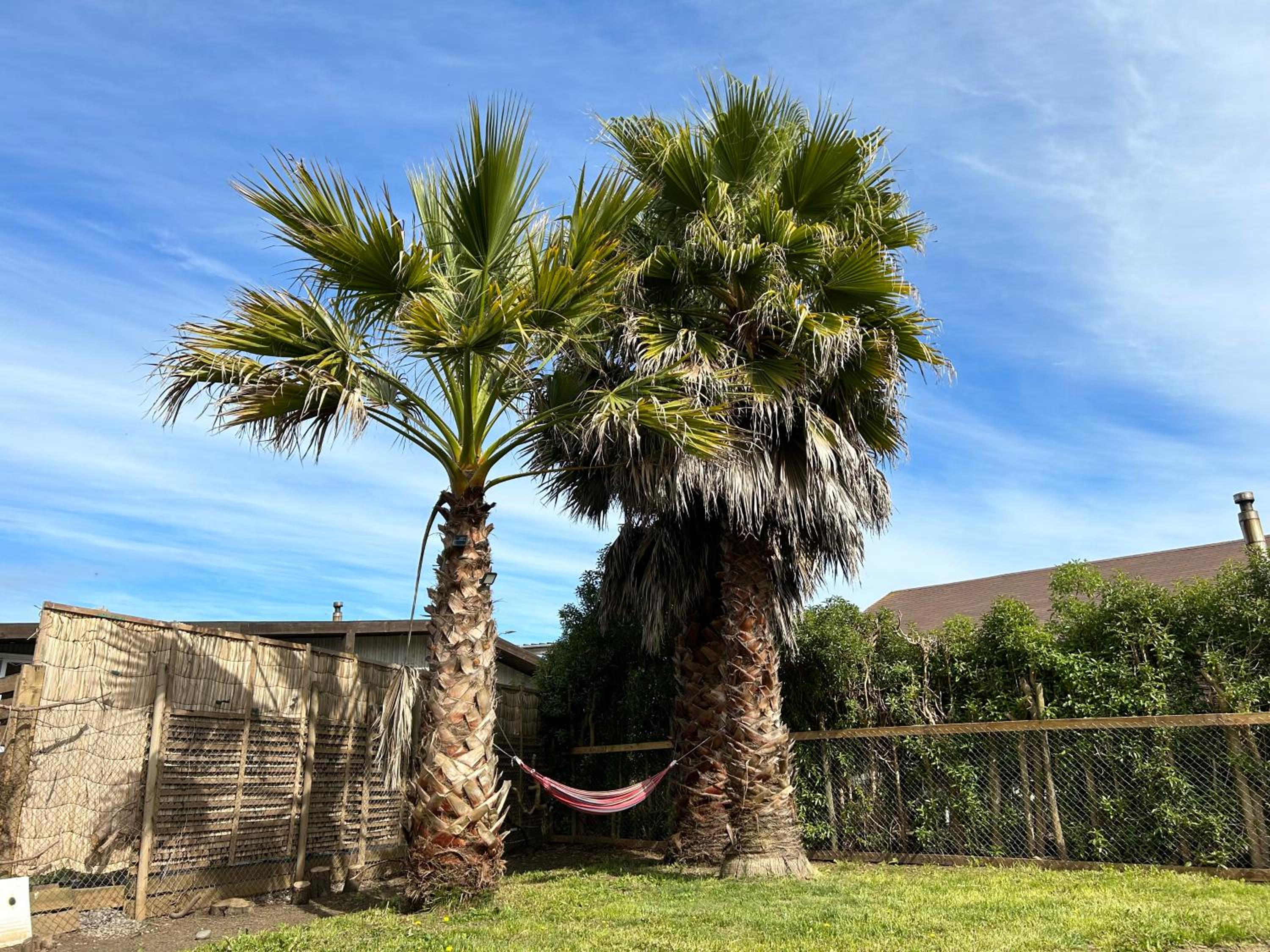 Casa Playa Las Brisas - Navidad