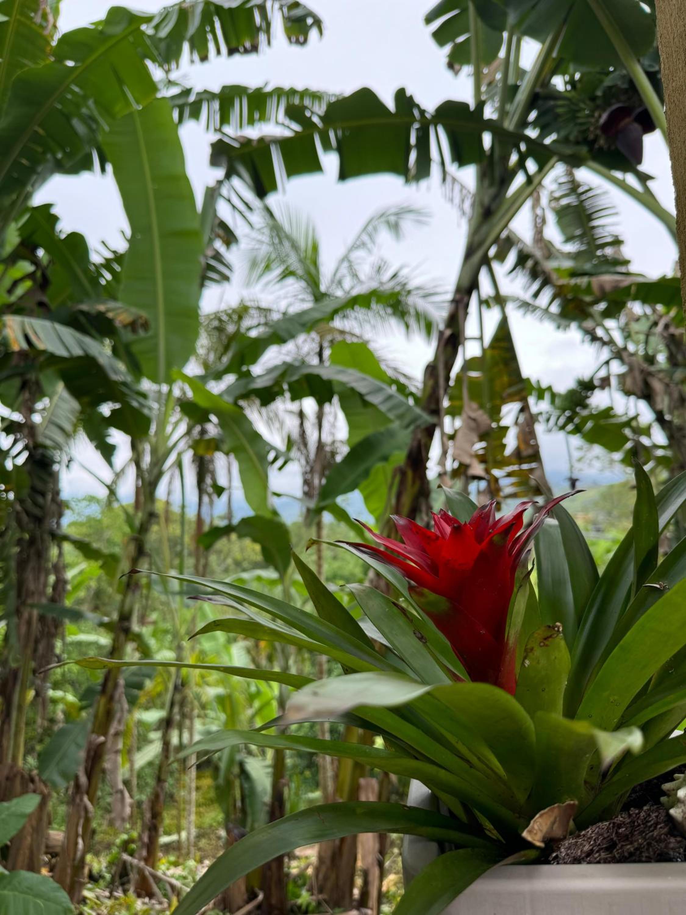 O refugio do beija-flor