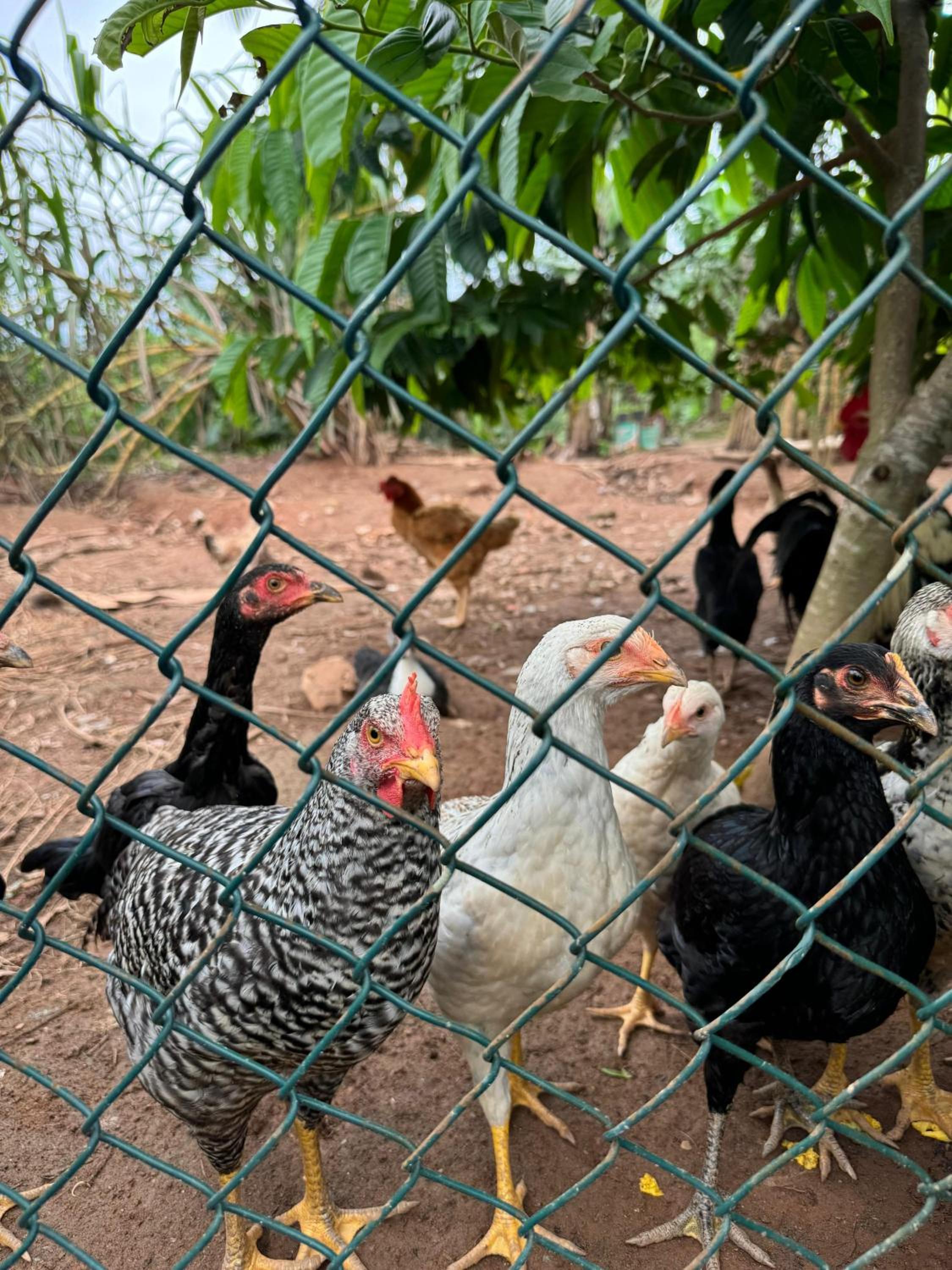 O refugio do beija-flor