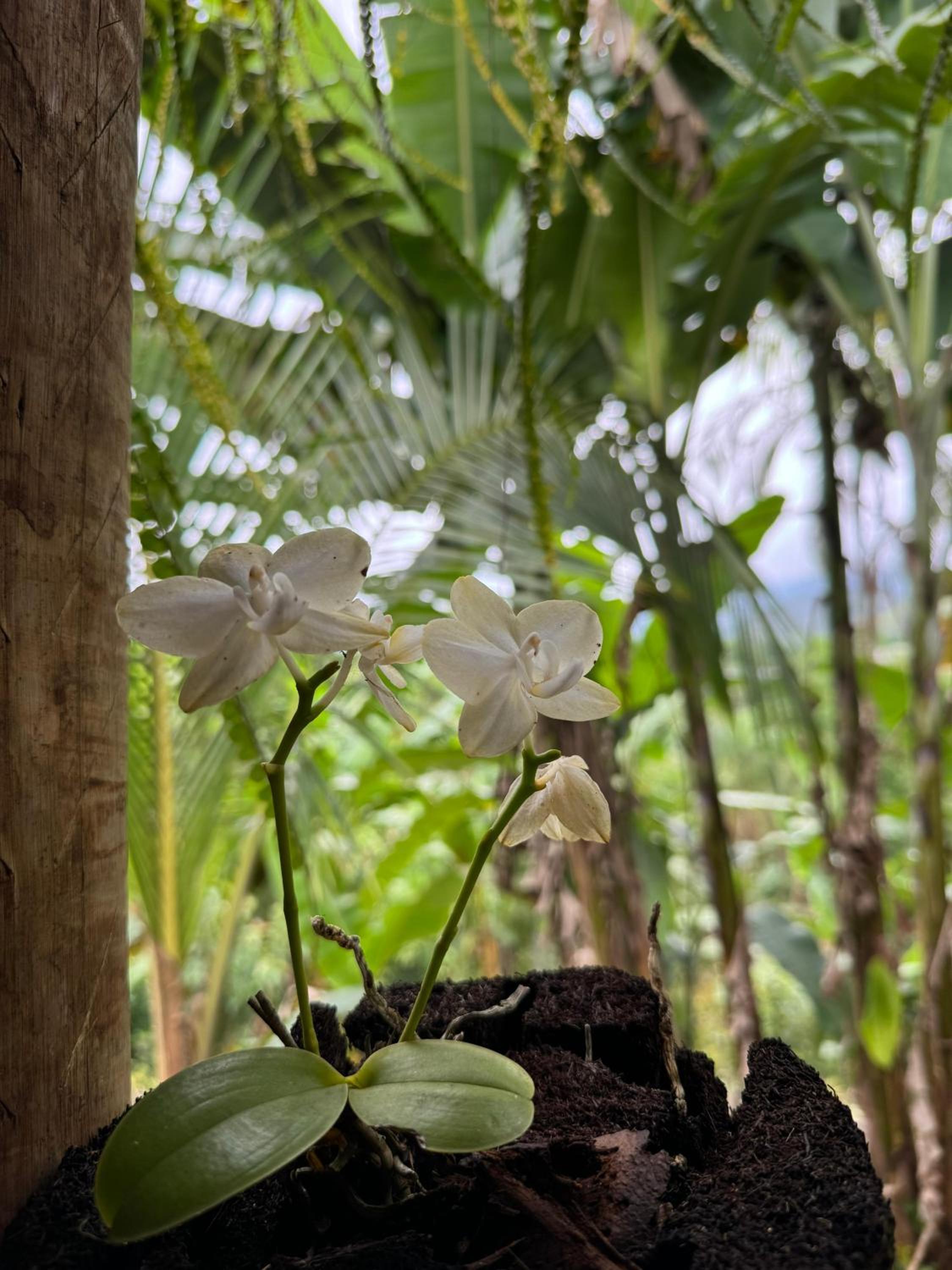 O refugio do beija-flor