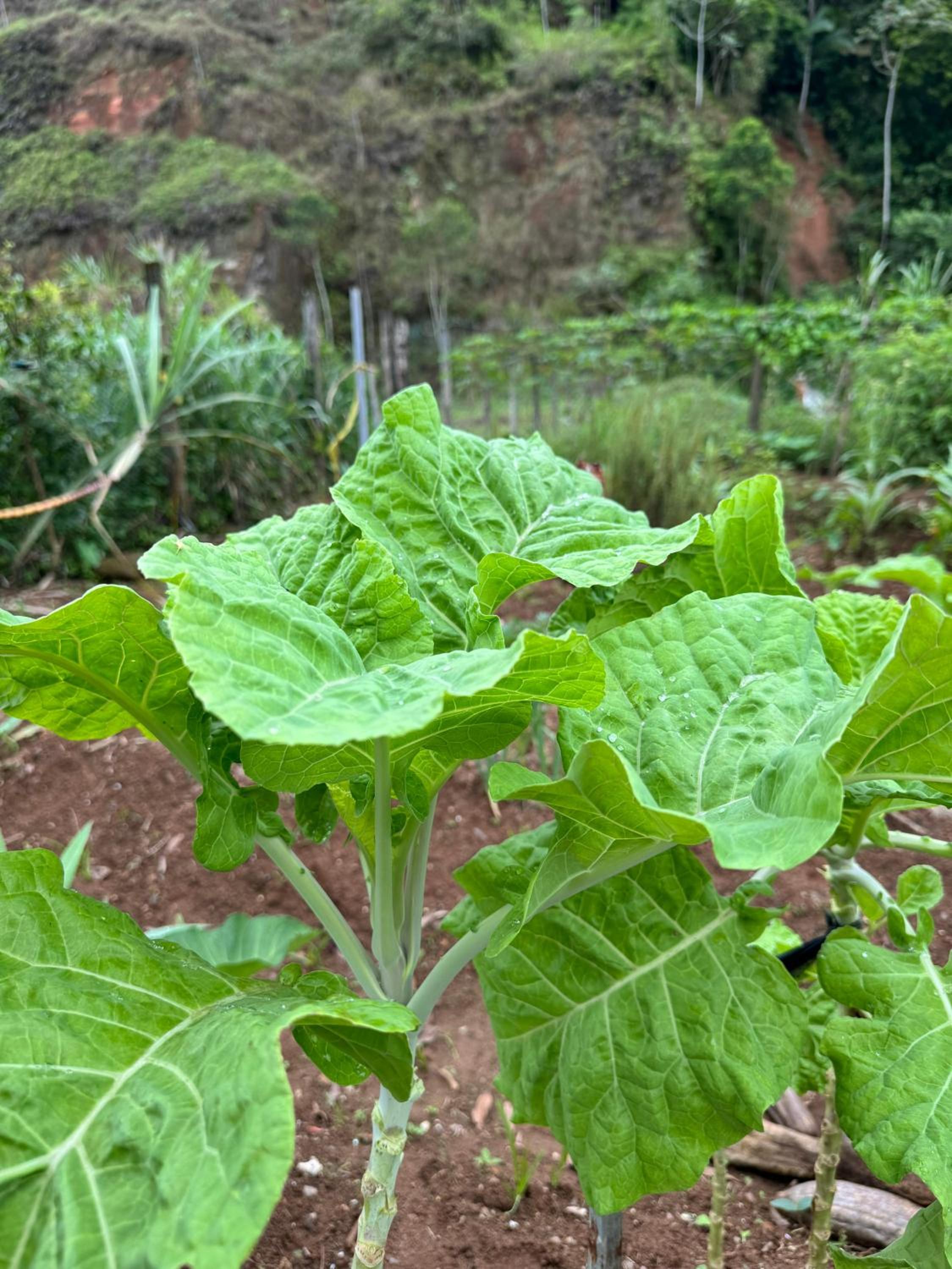 O refugio do beija-flor