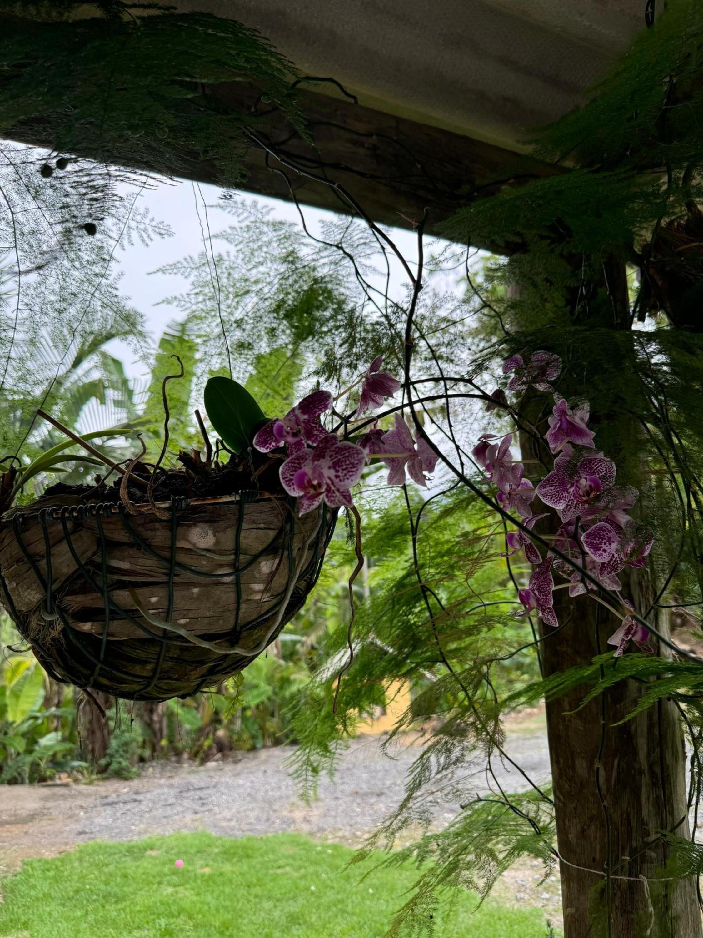 O refugio do beija-flor