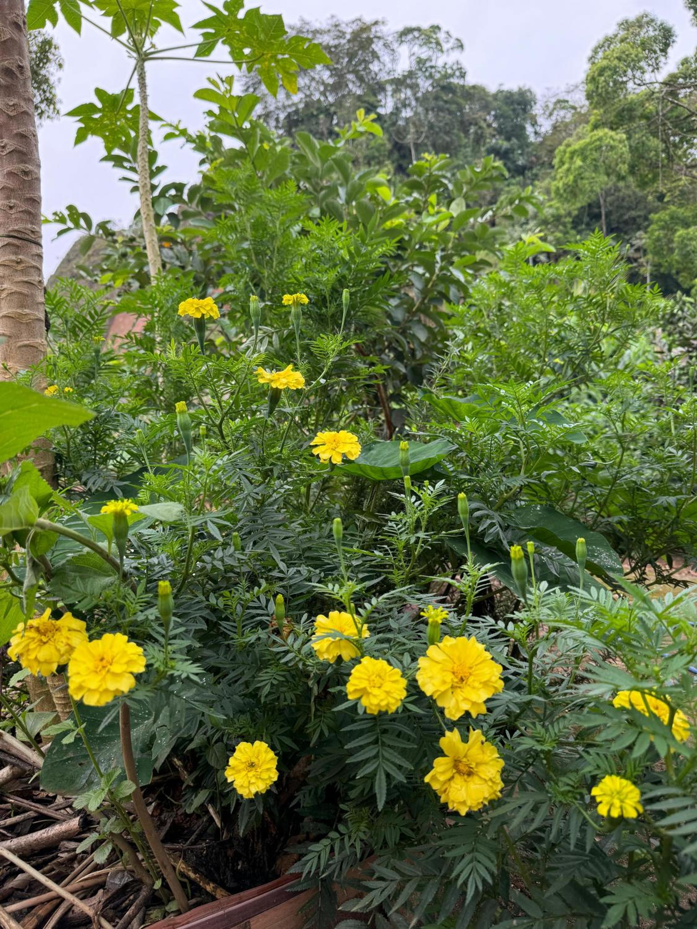 O refugio do beija-flor