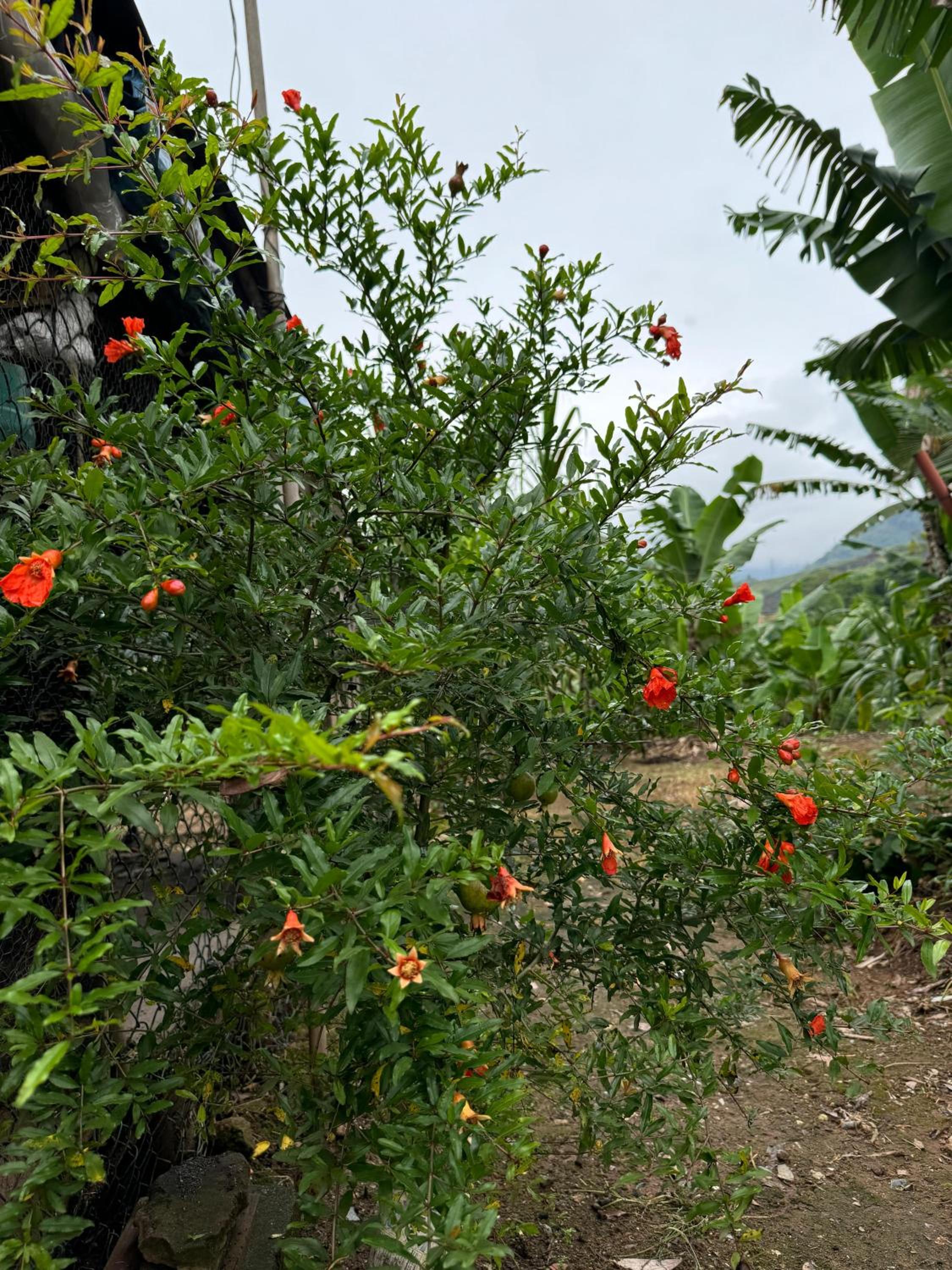 O refugio do beija-flor
