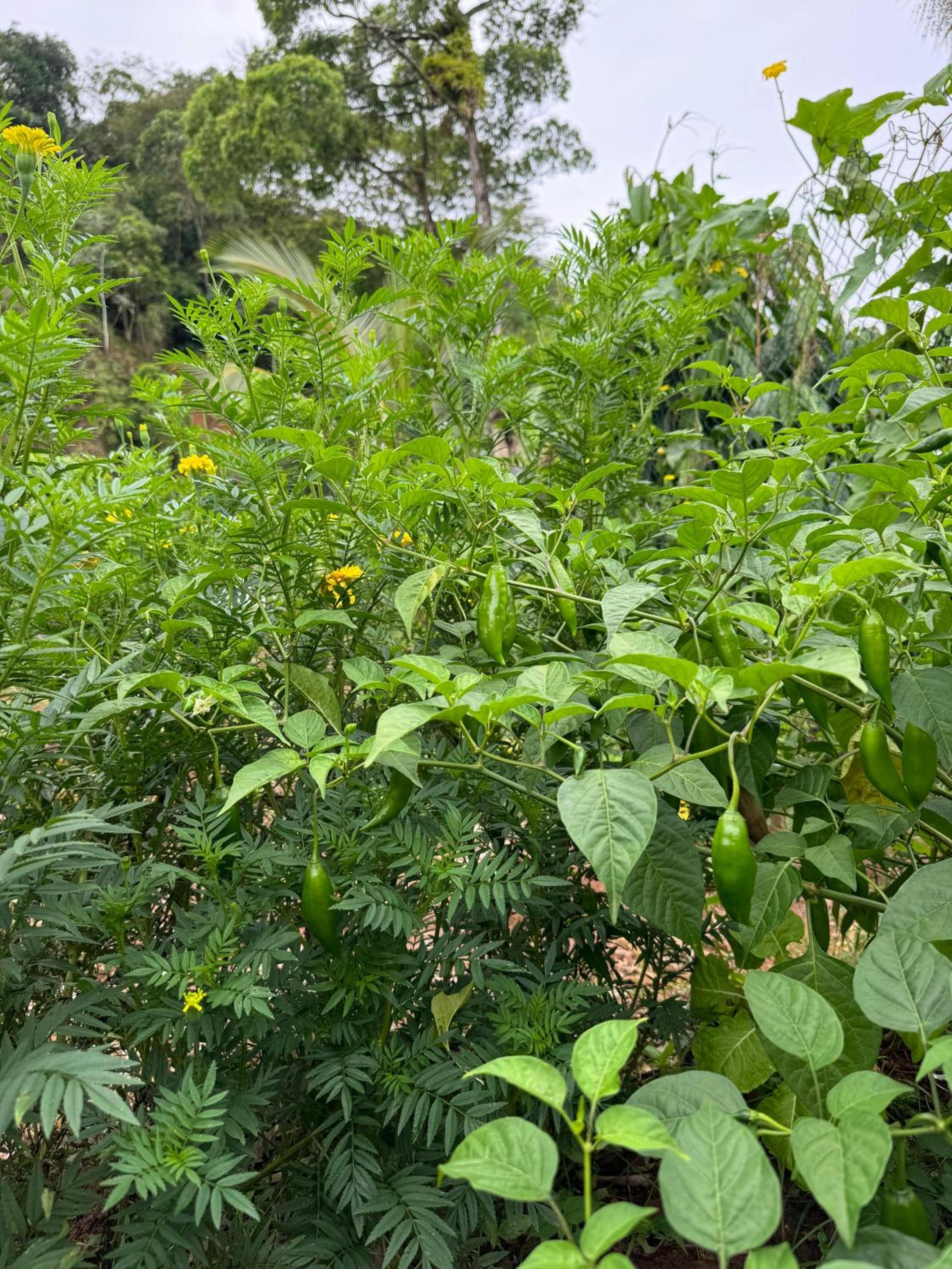 O refugio do beija-flor