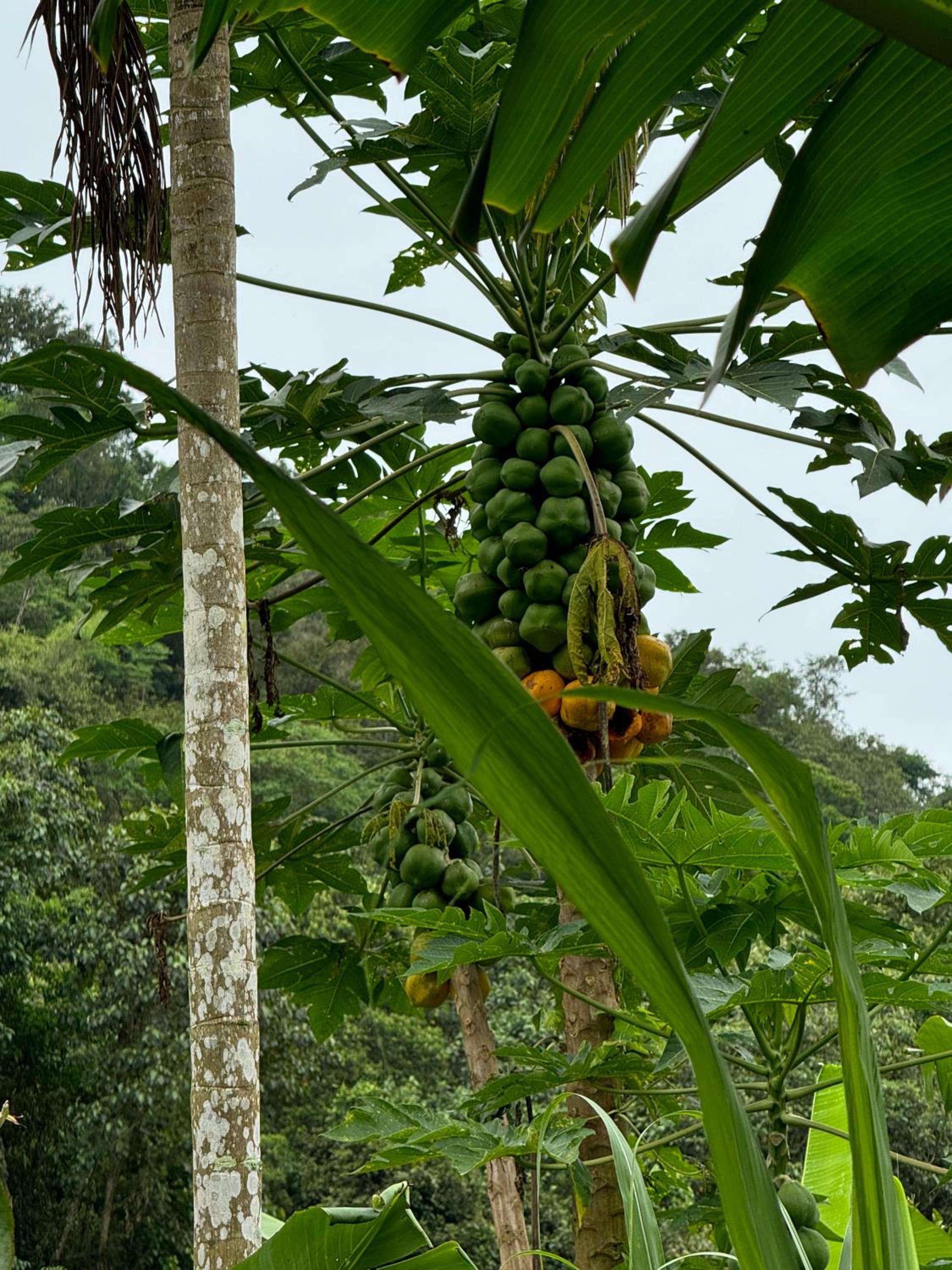 O refugio do beija-flor