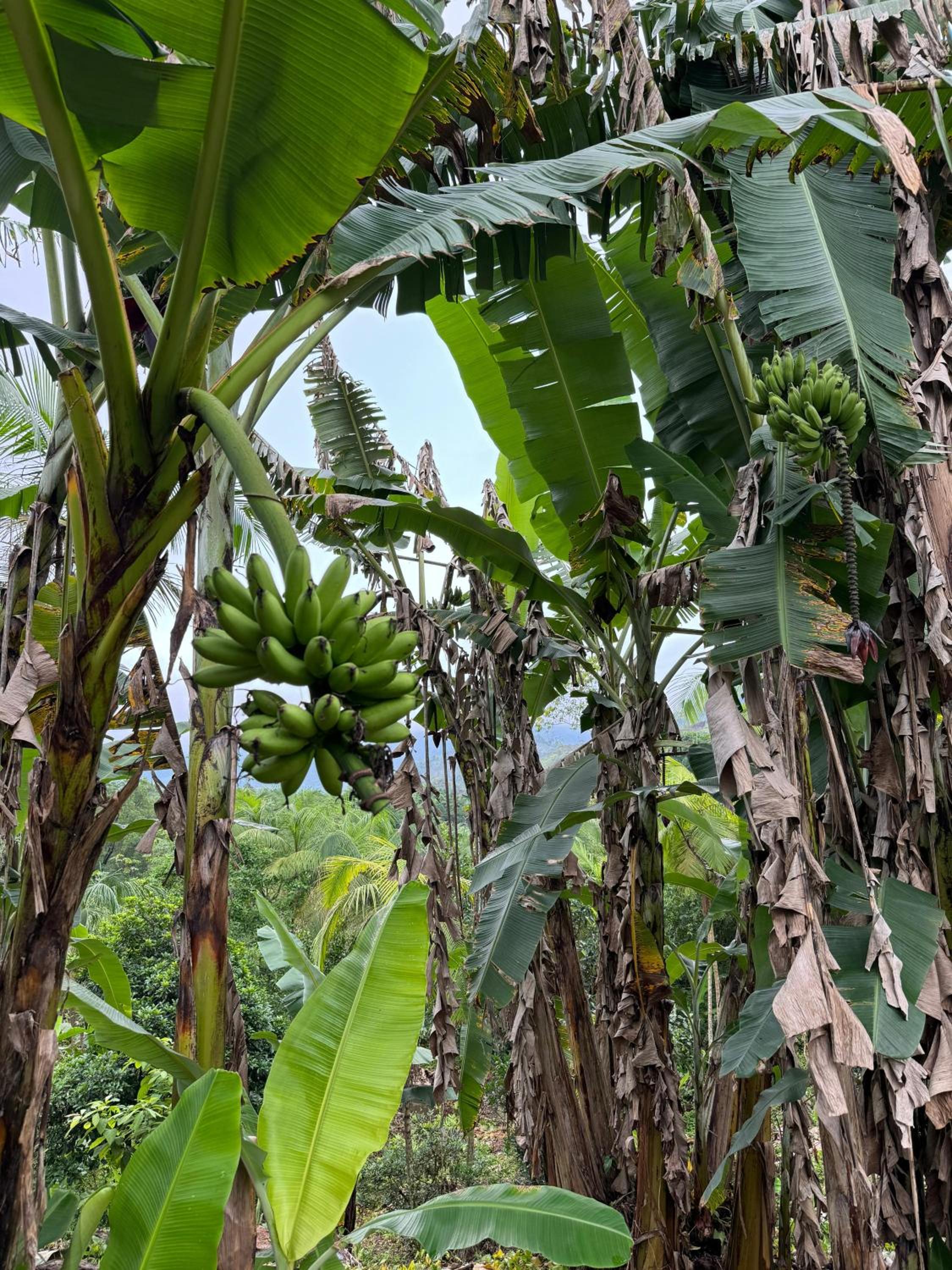 O refugio do beija-flor