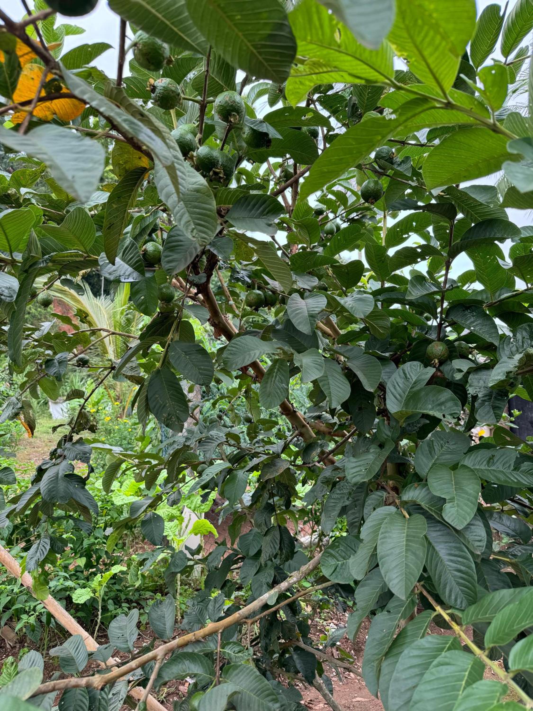 O refugio do beija-flor