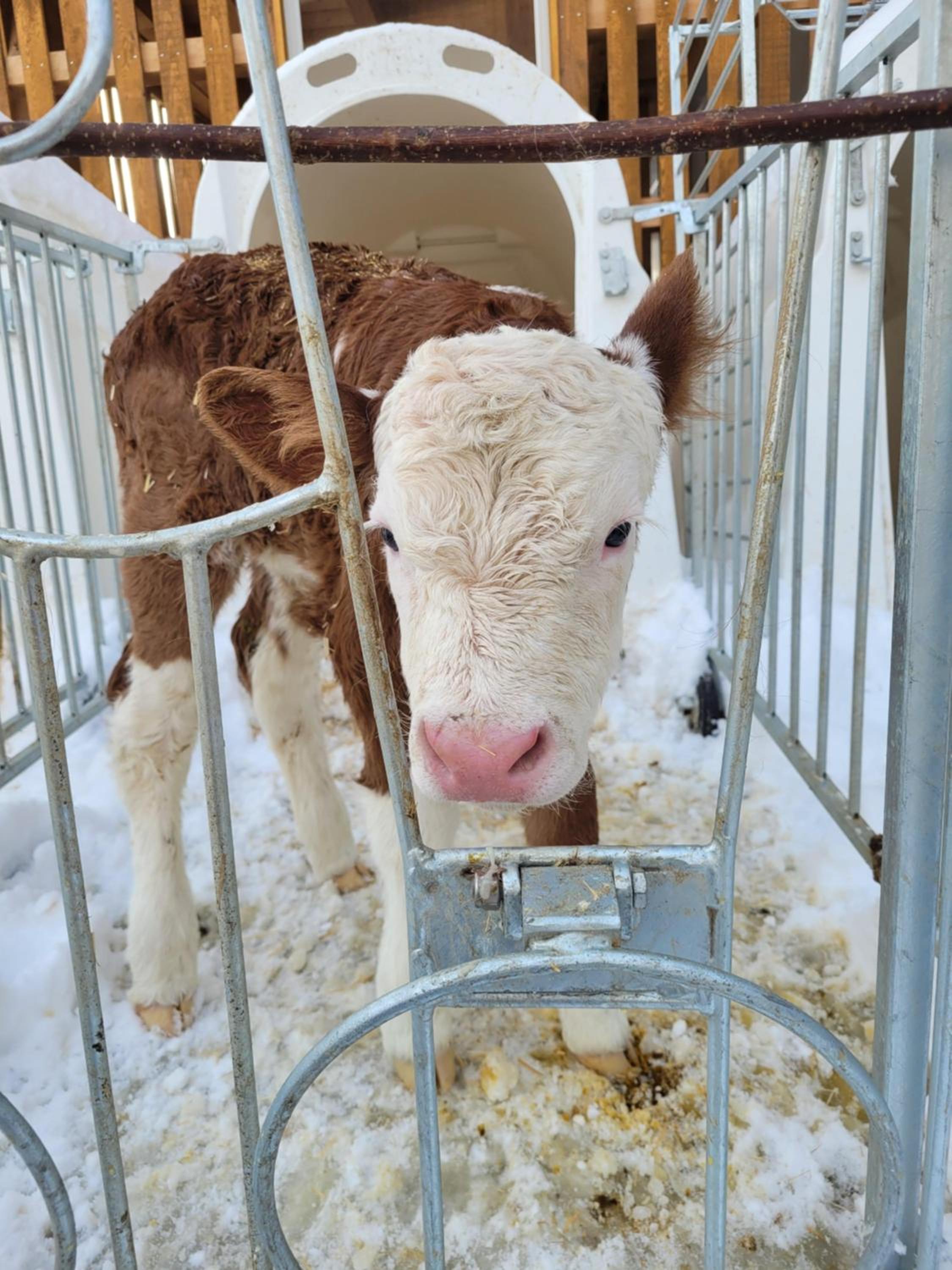 Naturgut Allgäu
