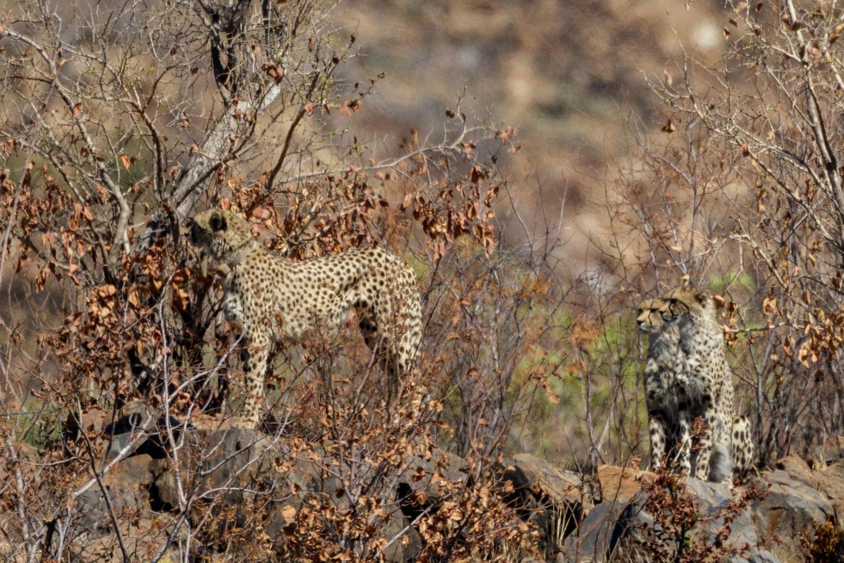 Pangolin Game Lodge - Self Catering, incl 2 game drives per day view 5