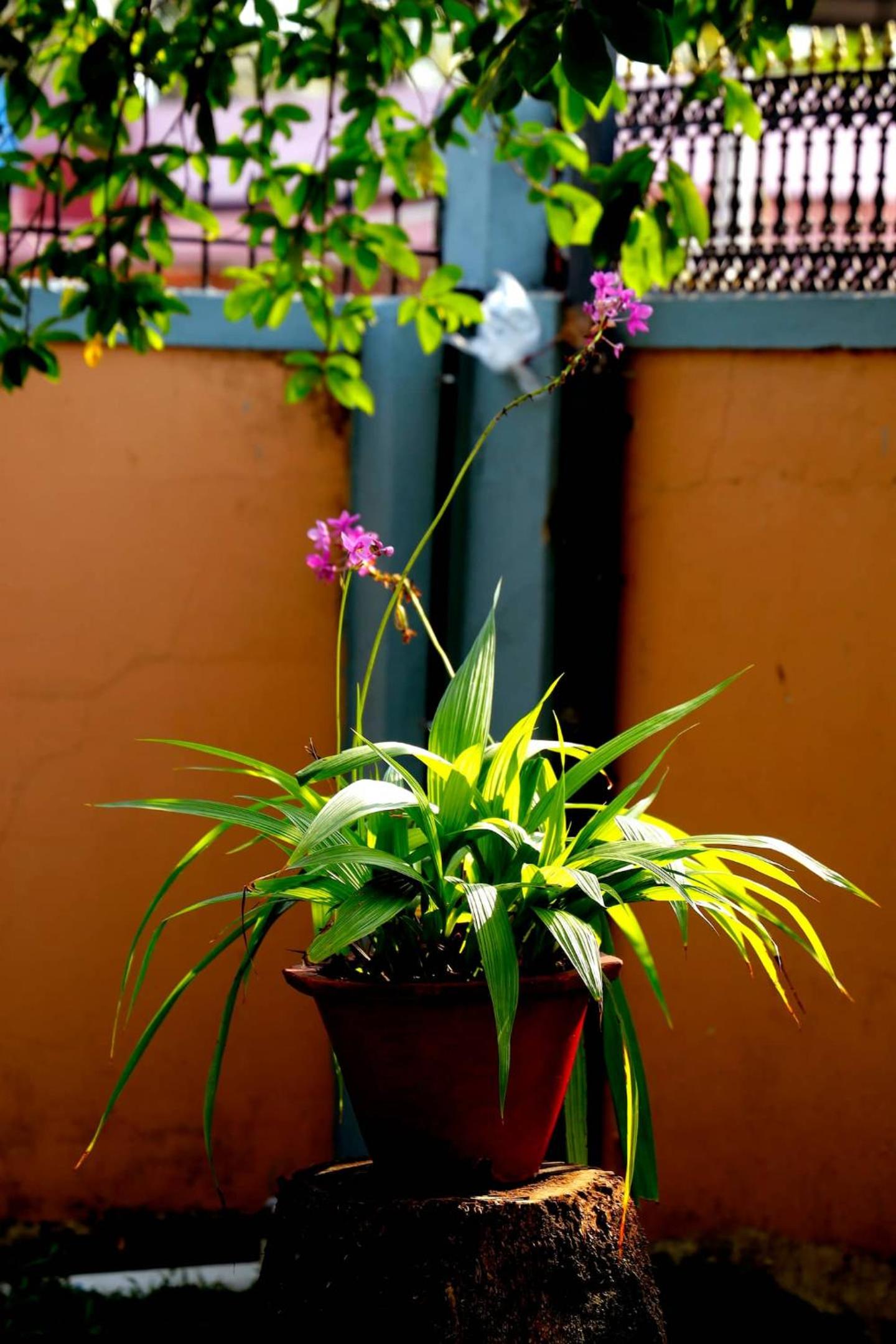 Alleppey Haven 3BR First Floor with Balcony & AC