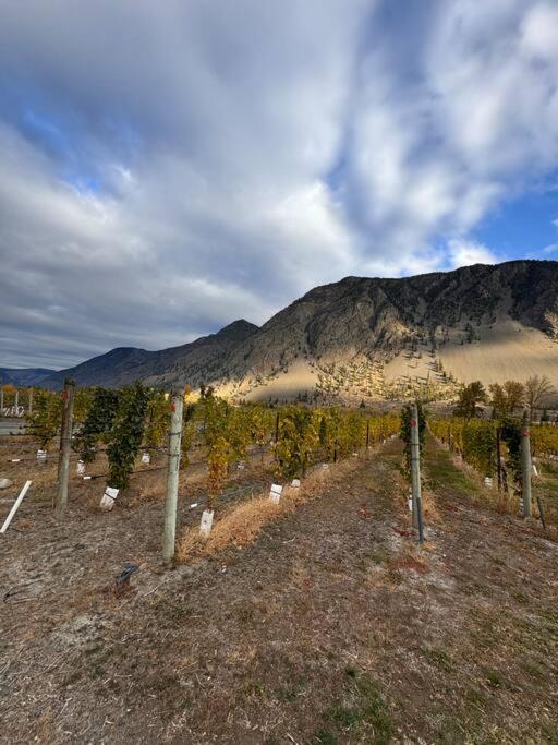 Blush Bliss A Peaceful Vineyard Escape