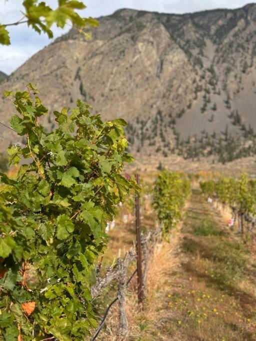 Blush Bliss A Peaceful Vineyard Escape