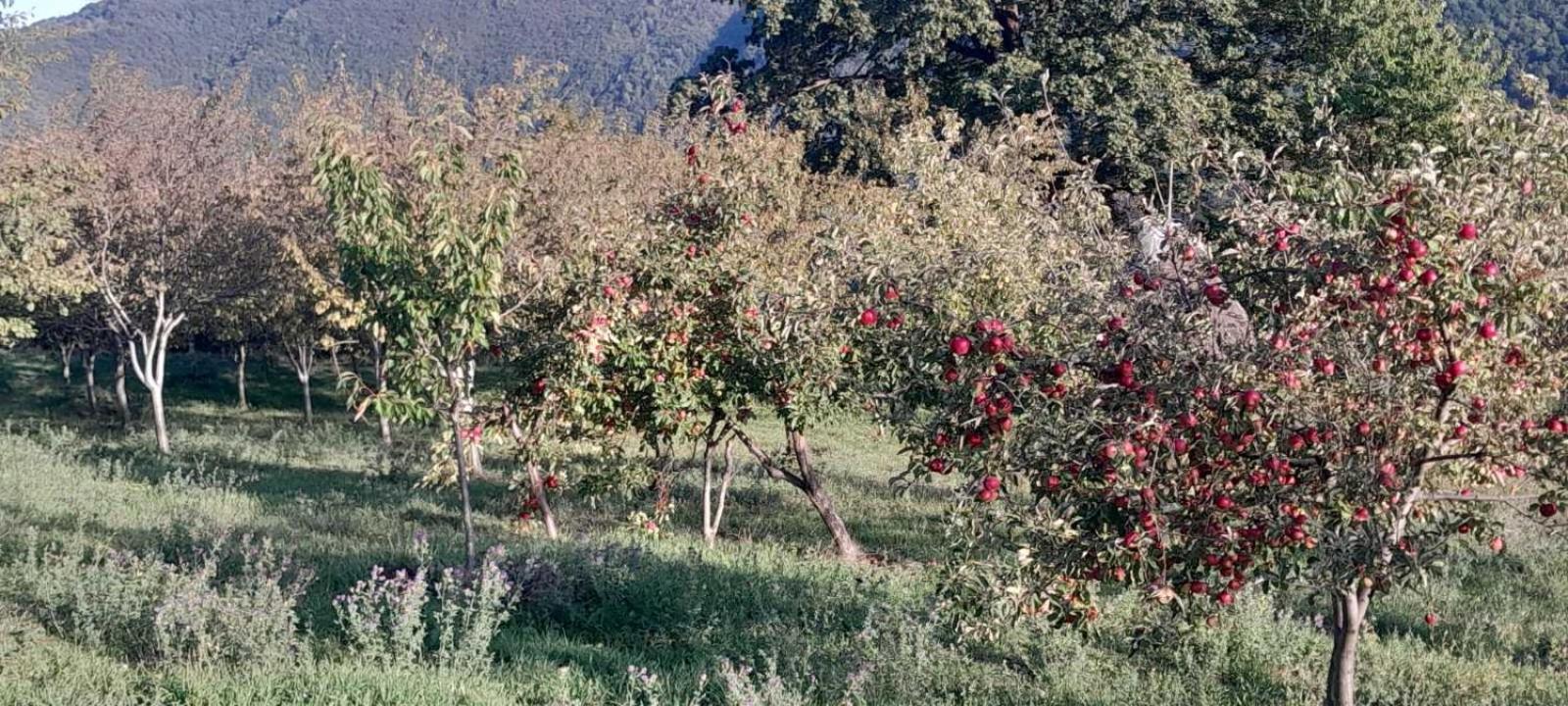 Seosko Domaćinstvo Vulević view 3