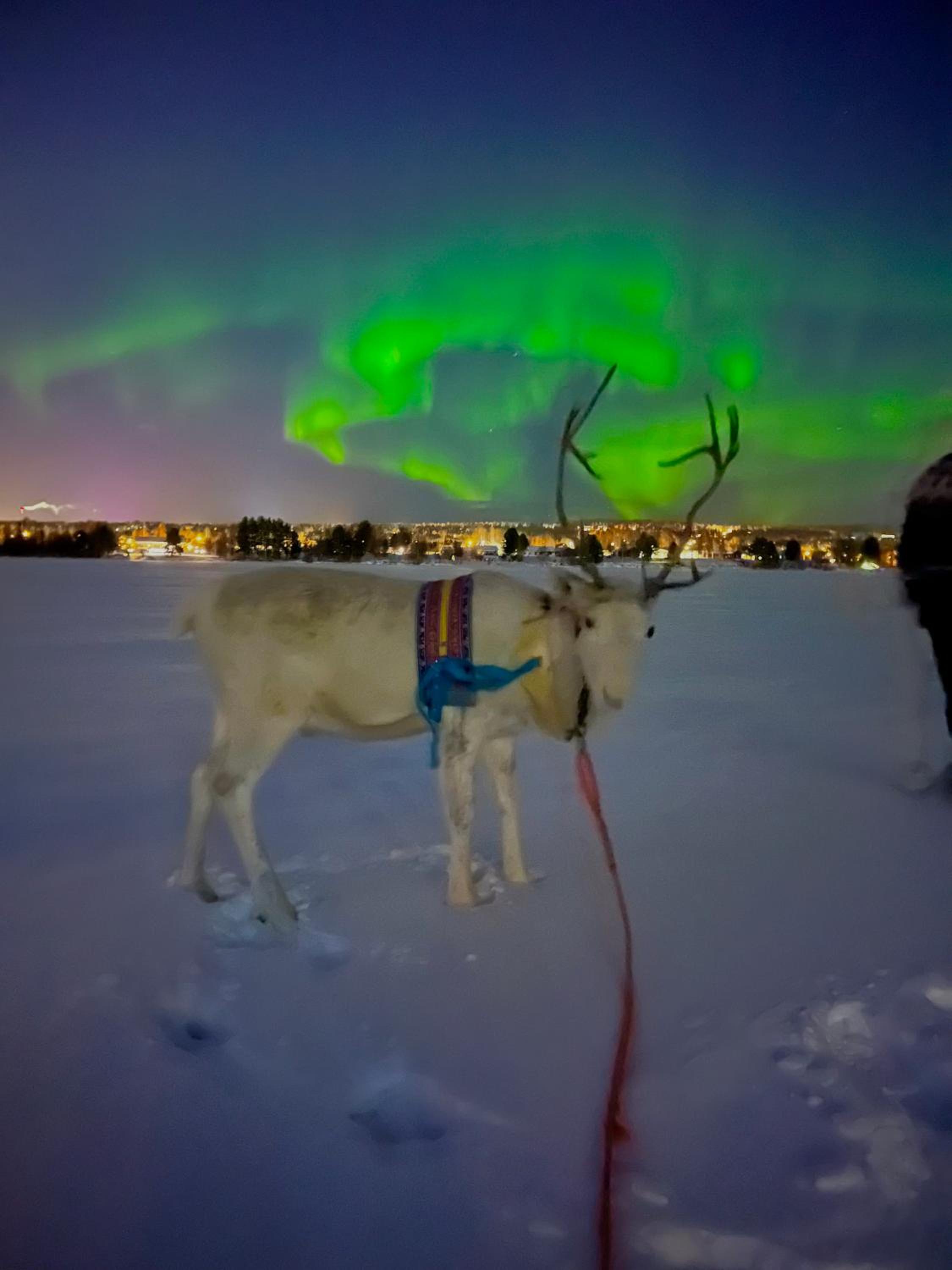 Villa Lapland reindeer farm