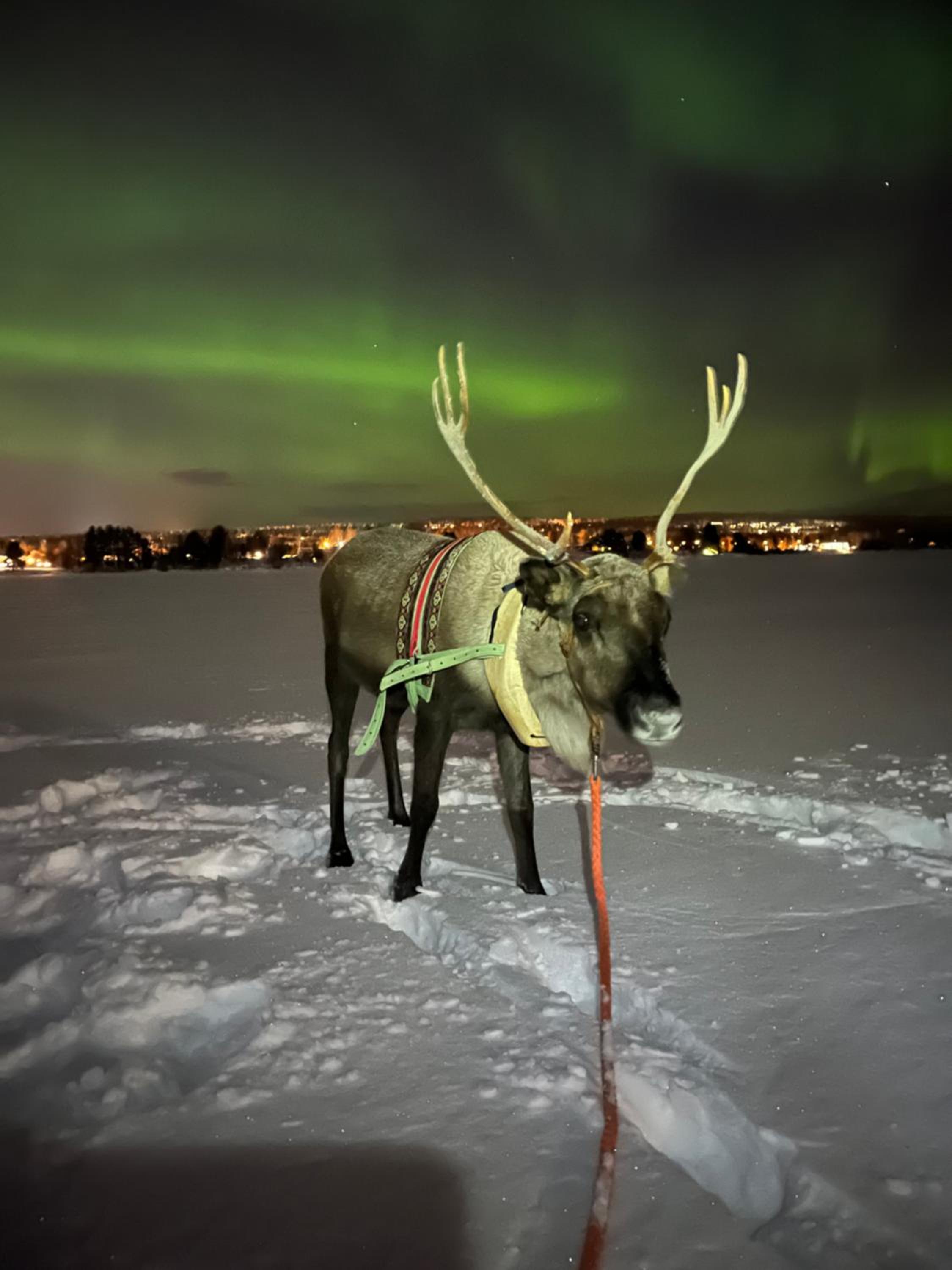 Villa Lapland reindeer farm