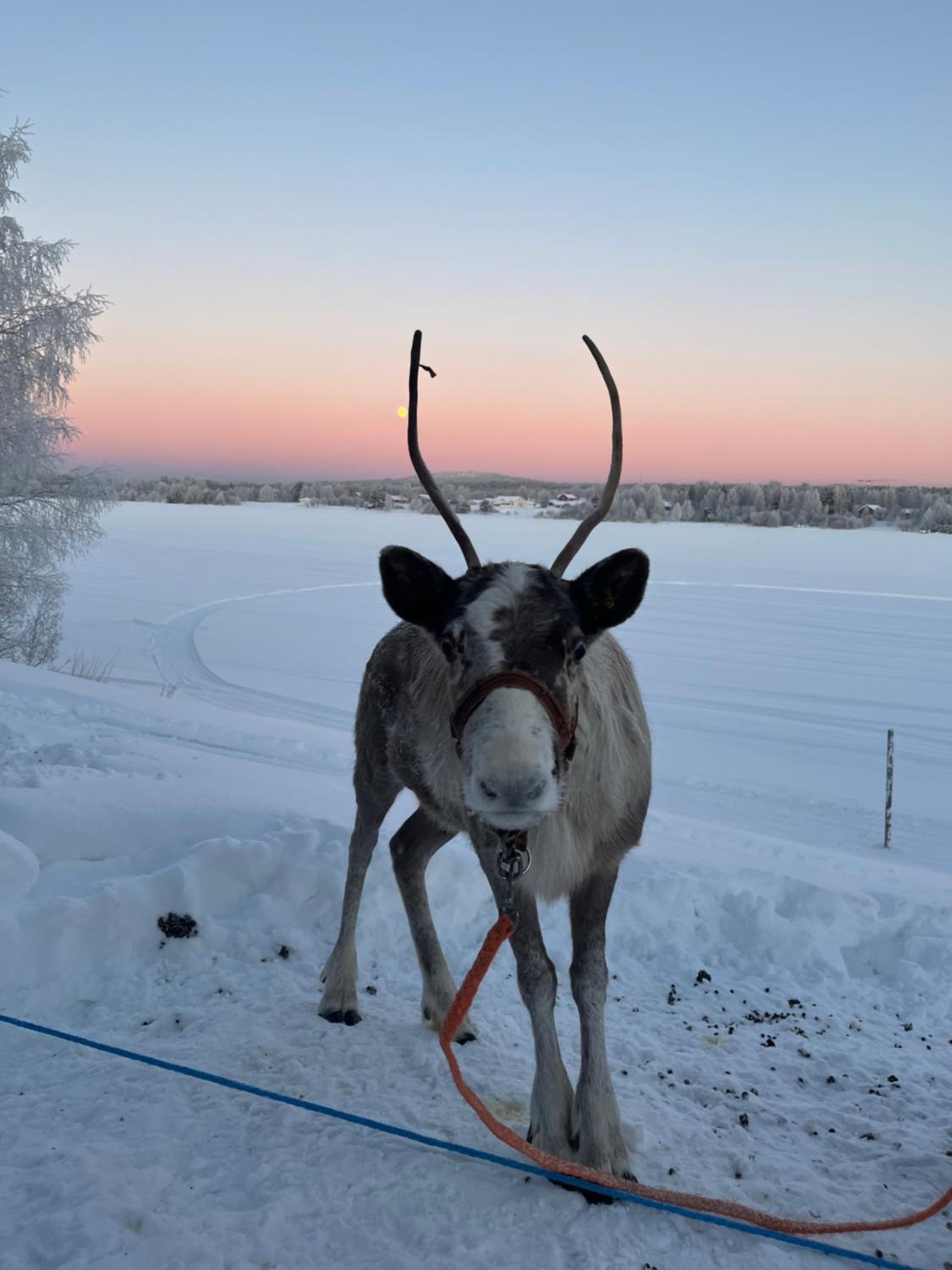 Villa Lapland reindeer farm