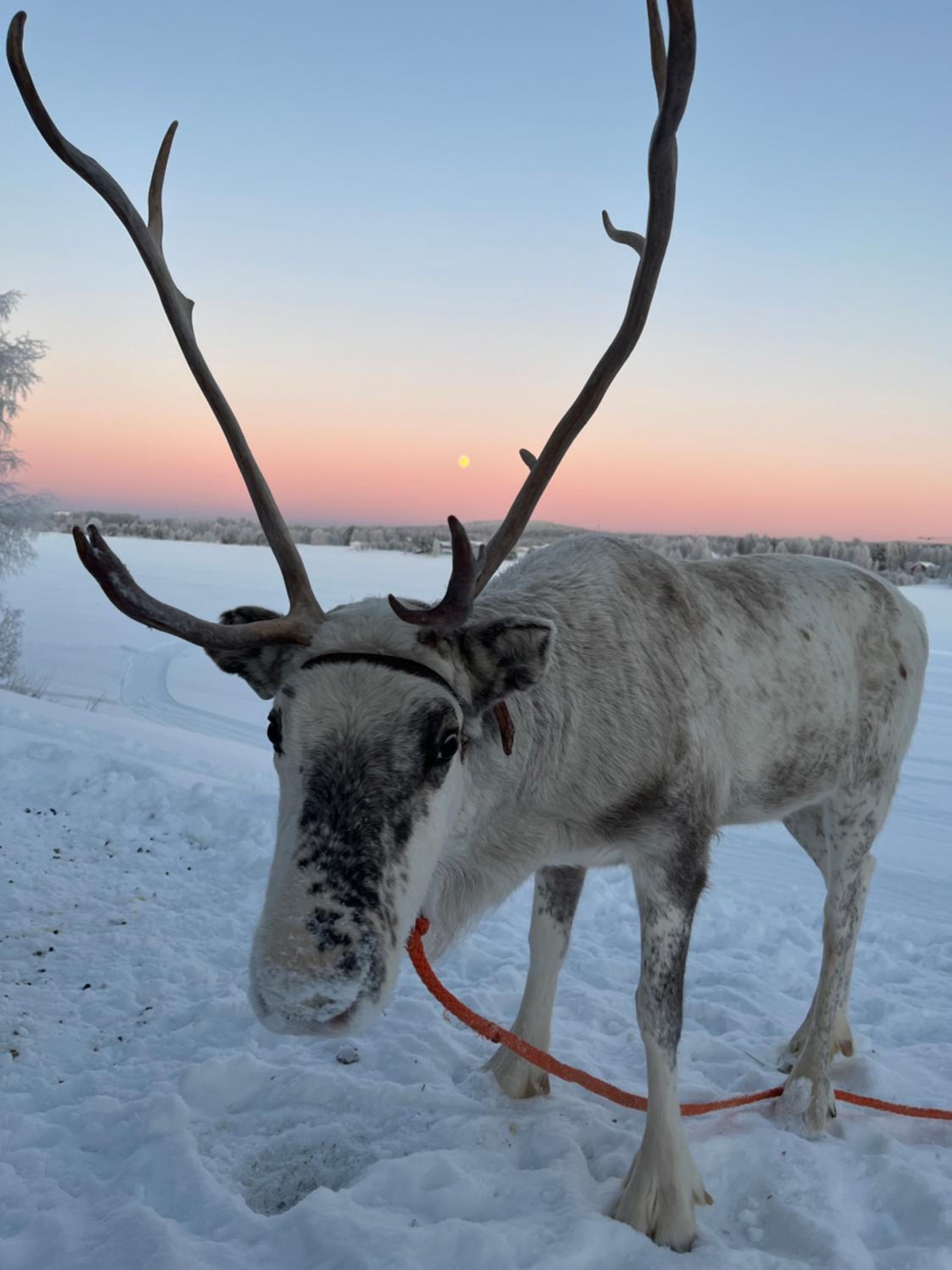 Villa Lapland reindeer farm