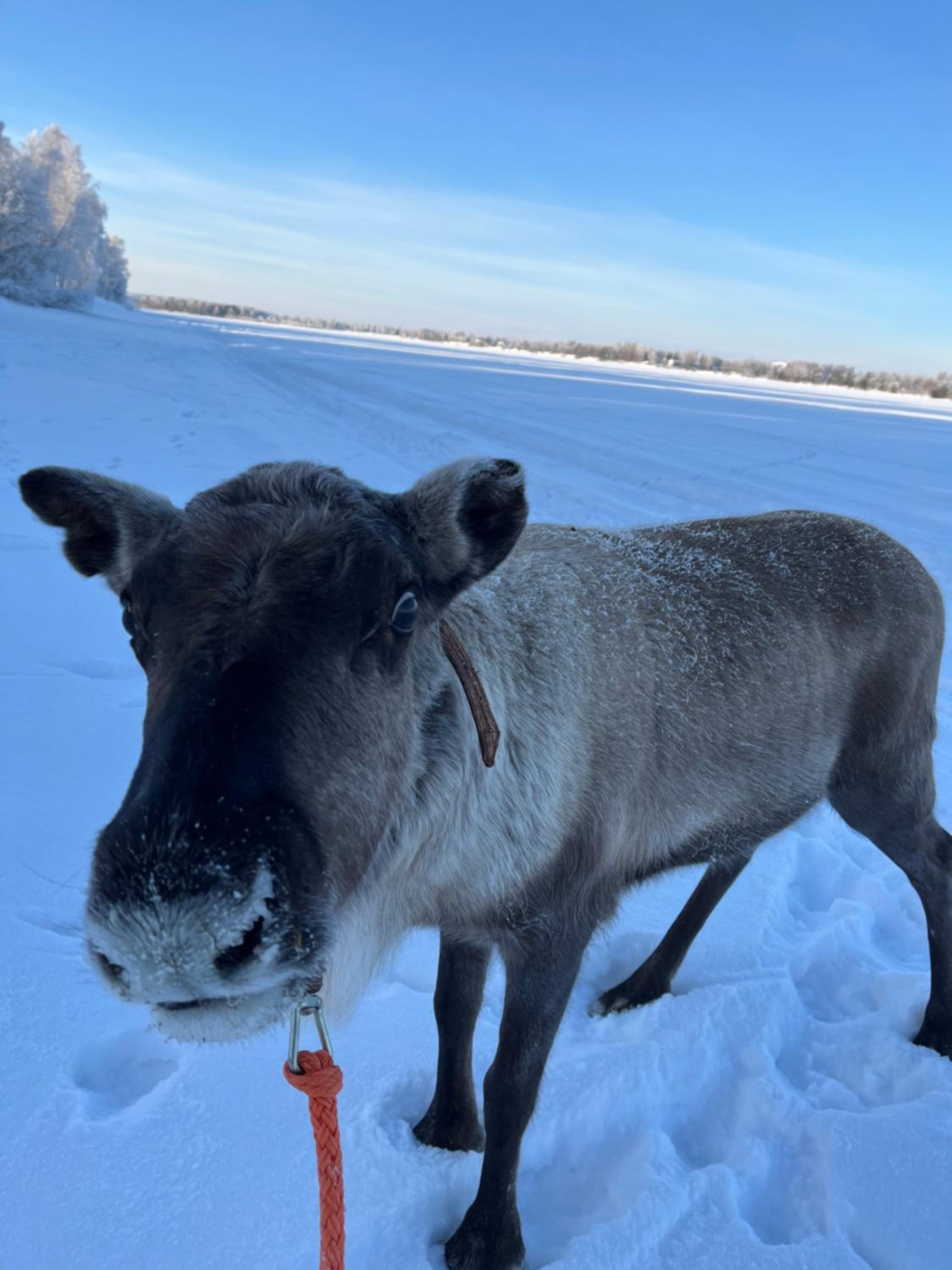 Villa Lapland reindeer farm