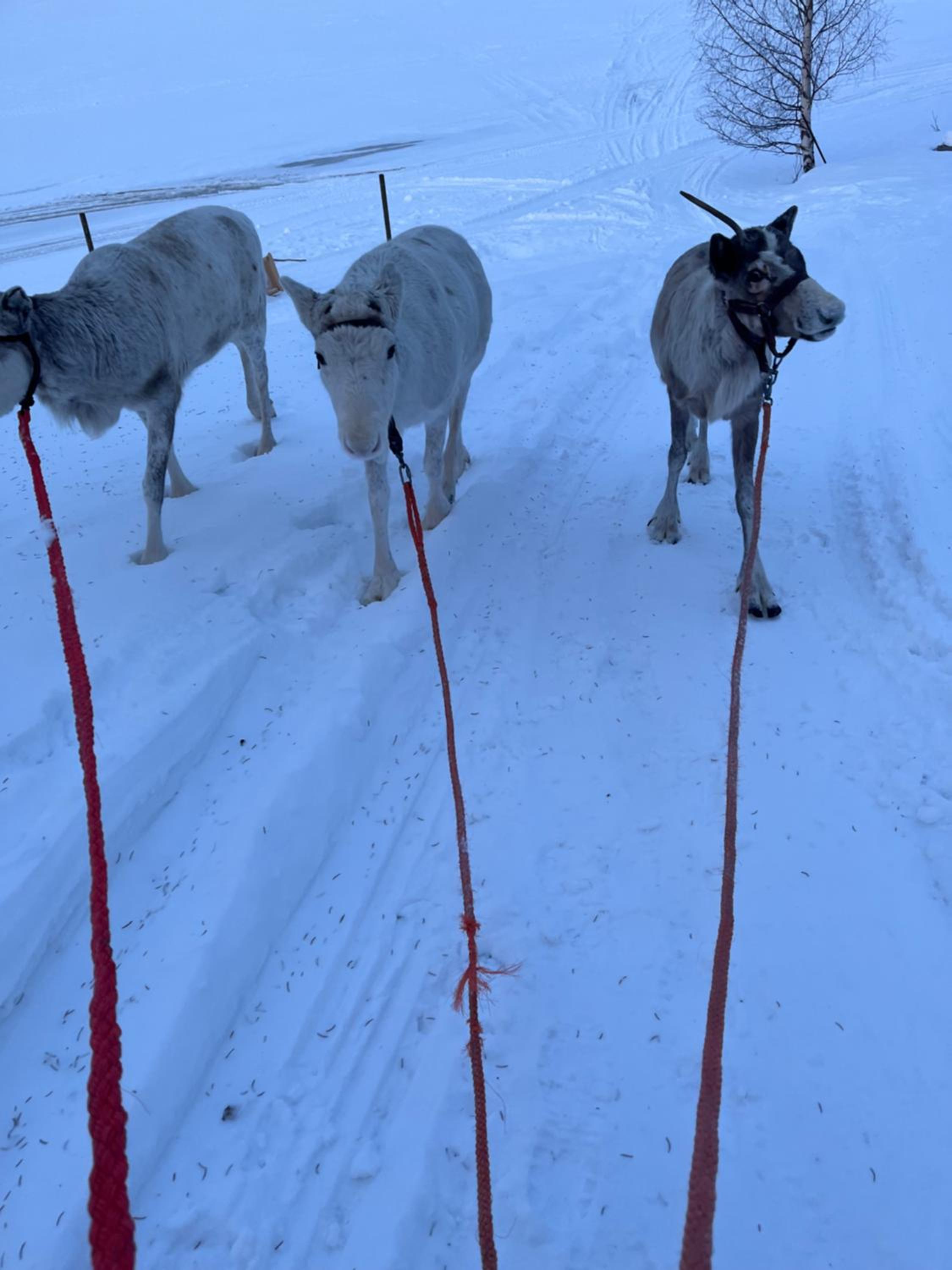 Villa Lapland reindeer farm