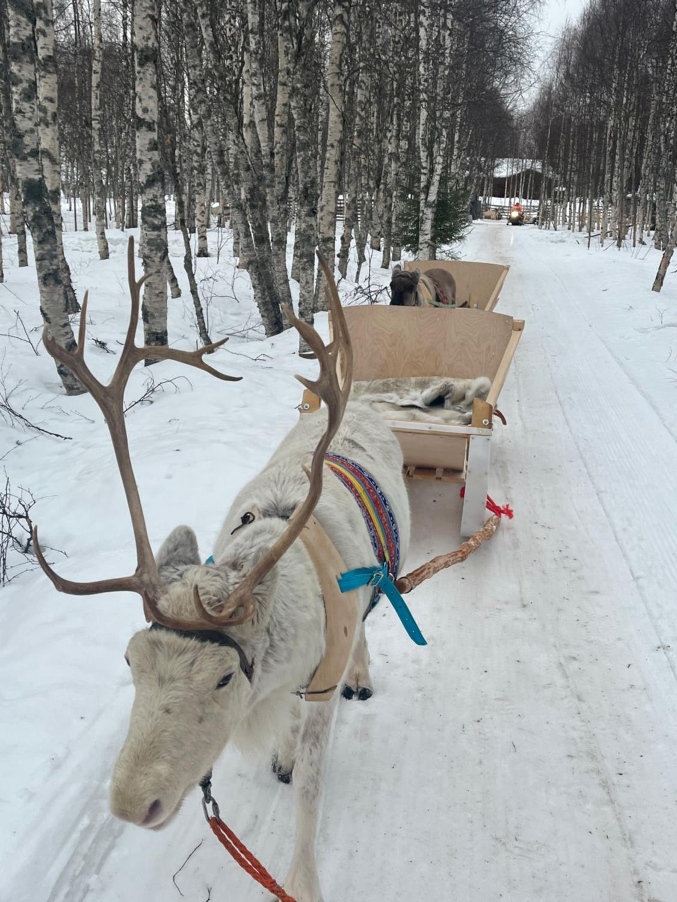 Villa Lapland reindeer farm