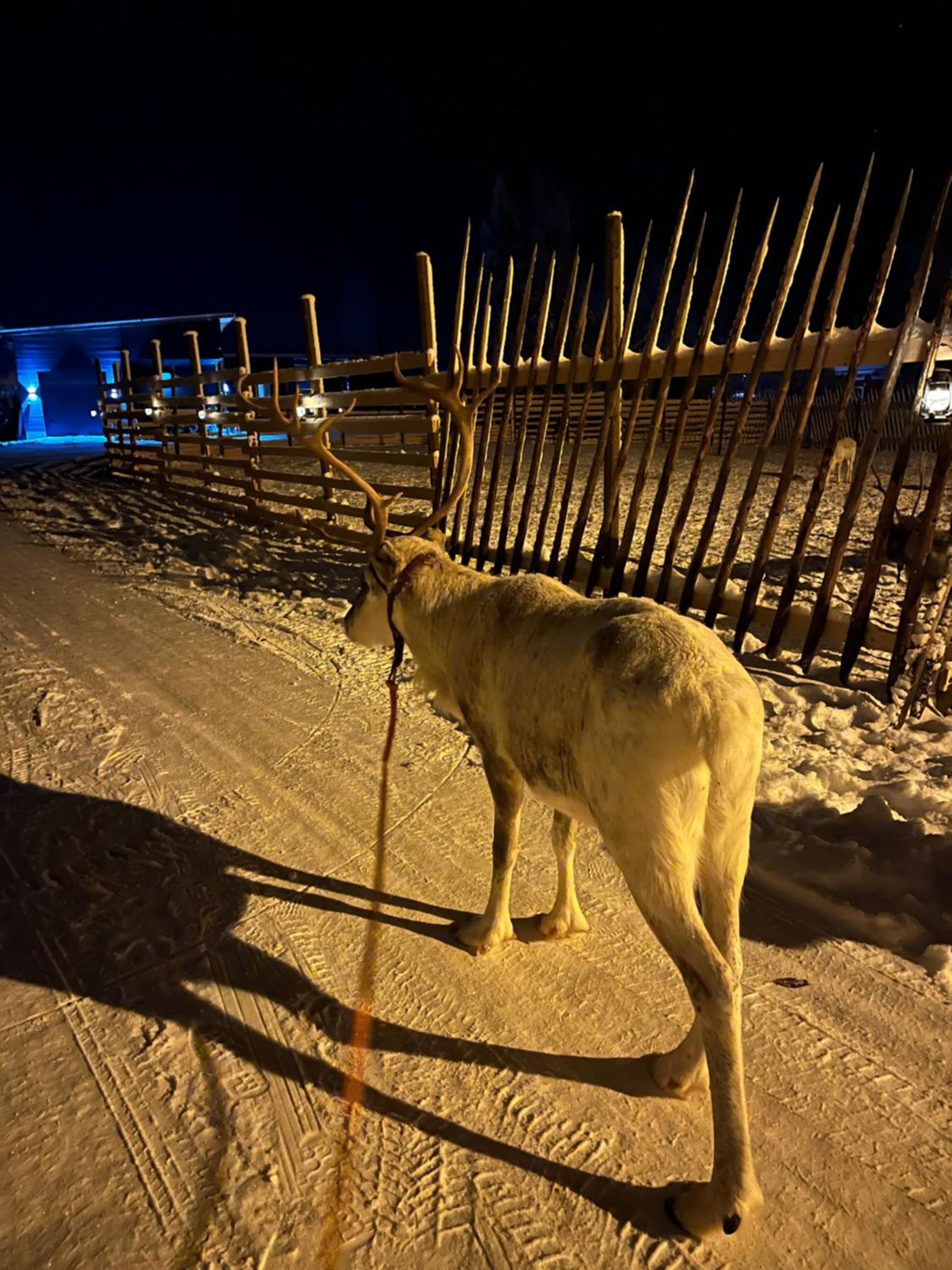 Villa Lapland reindeer farm
