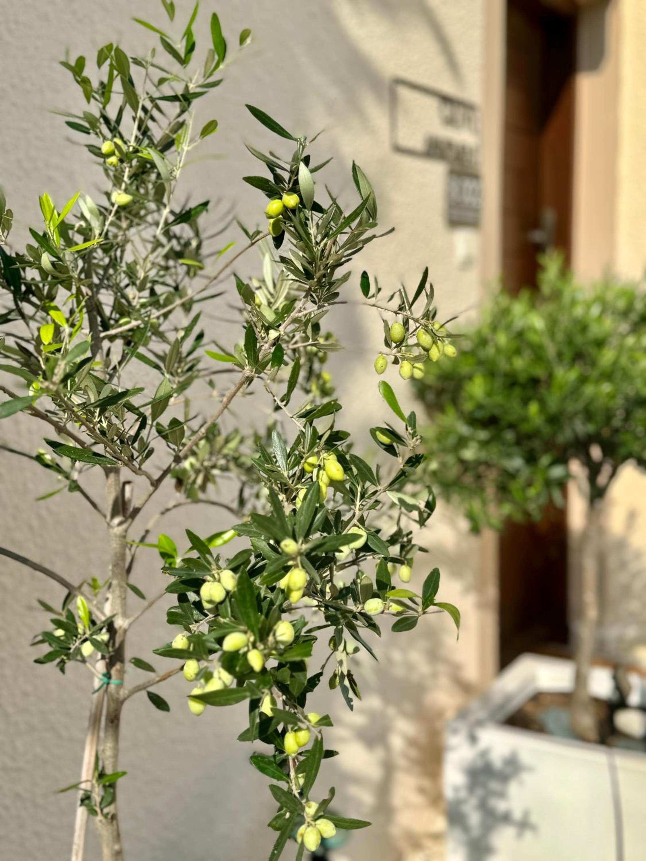Olive Apartment