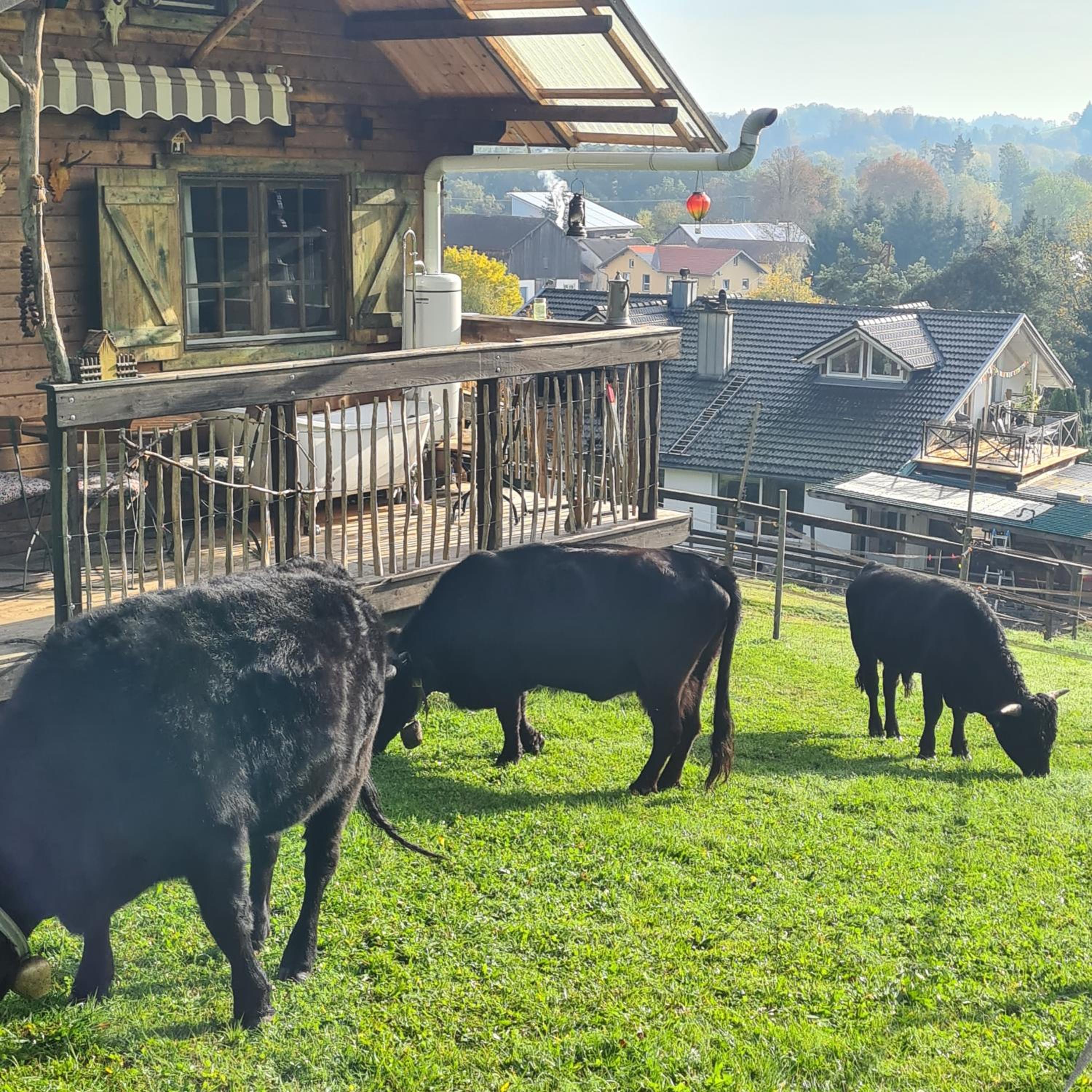 Holzhütte allein am Waldrand