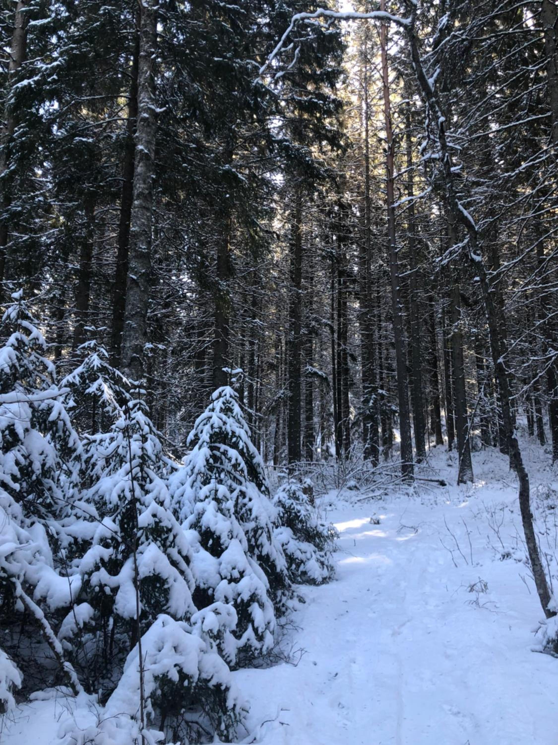 KungsbergetNatur