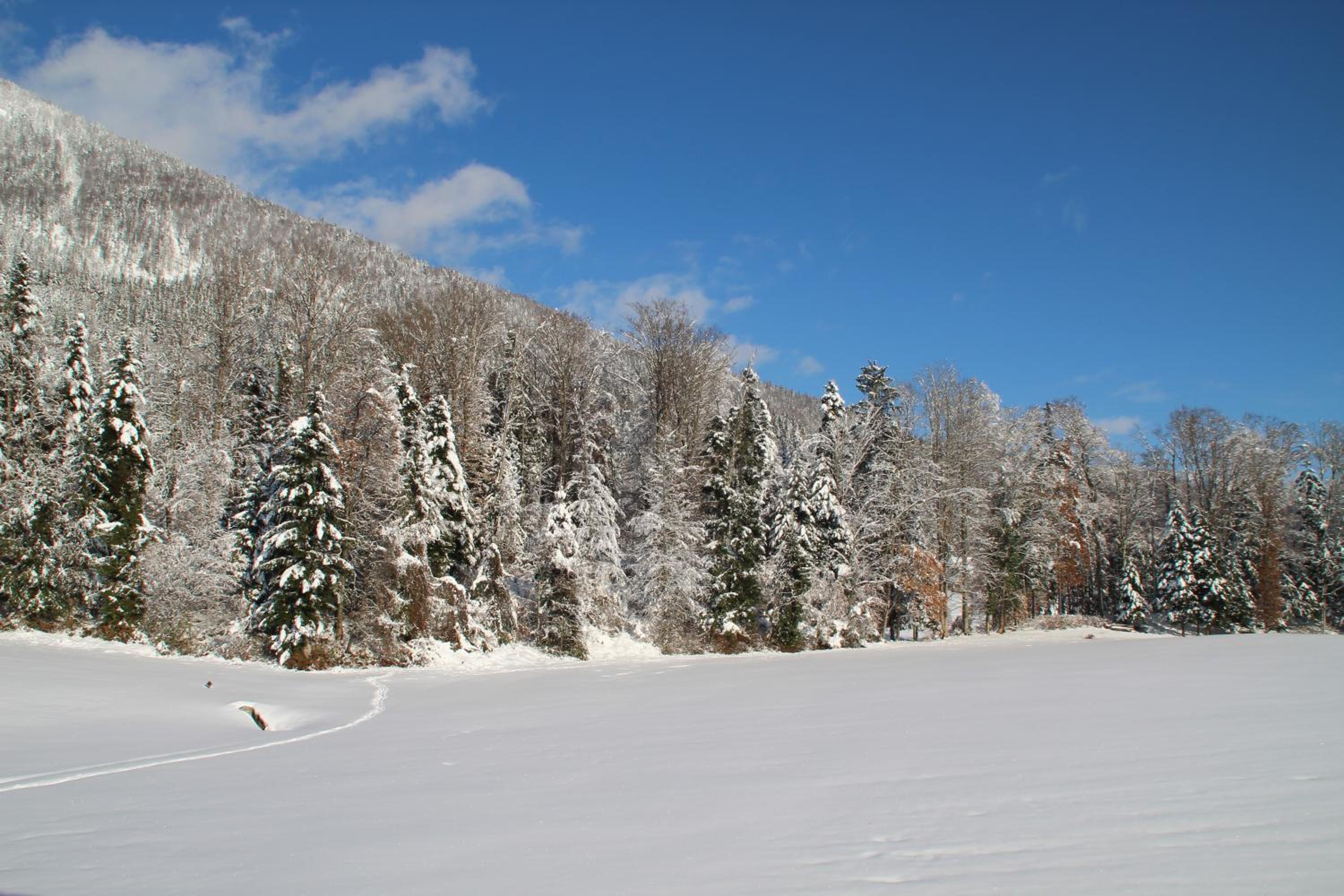 Haus Alpenblick
