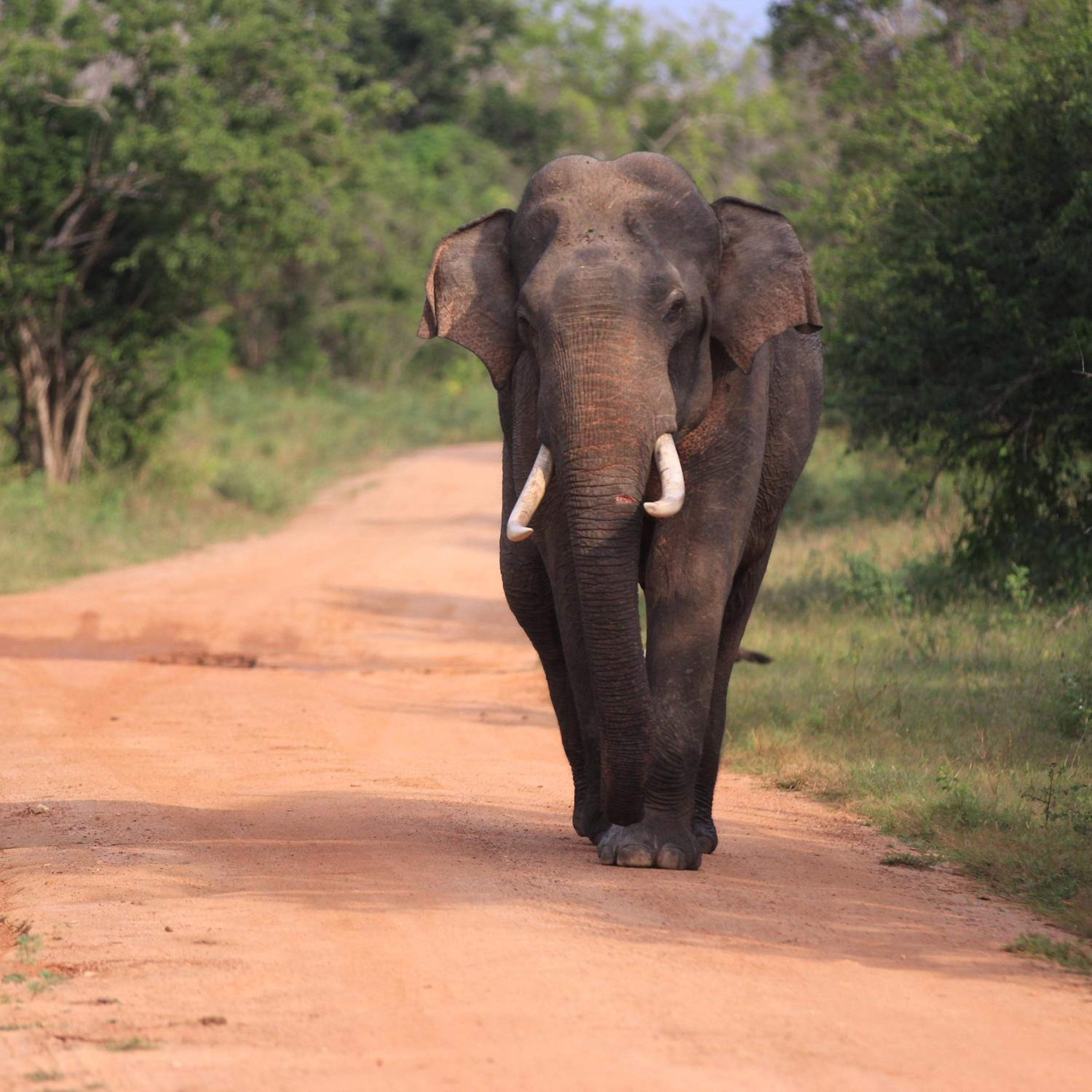 Elephant Side Safari Bungalow