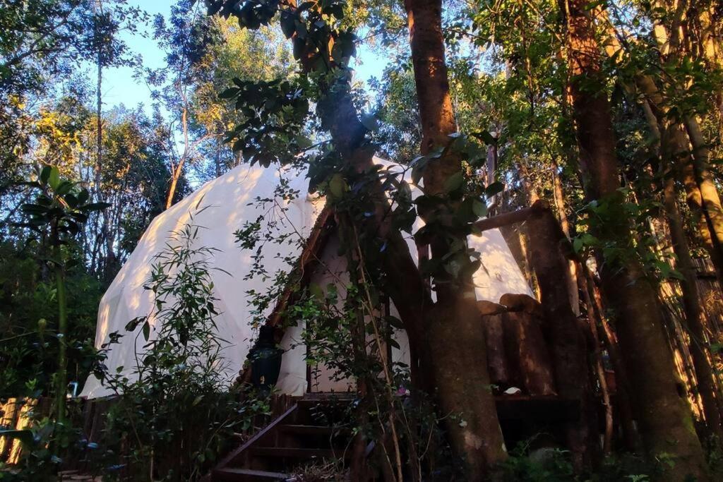 Domo el avellano inmerso en el bosque con tinaja incluida