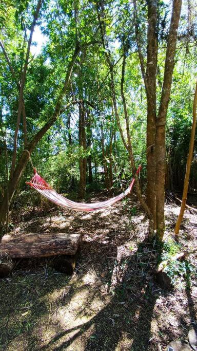 Domo el avellano inmerso en el bosque con tinaja incluida