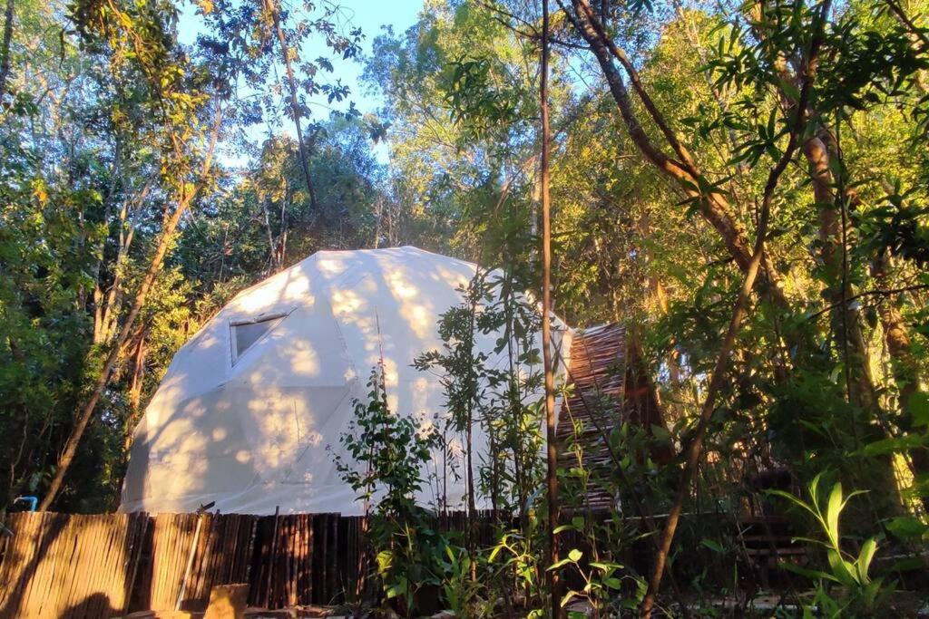 Domo el avellano inmerso en el bosque con tinaja incluida