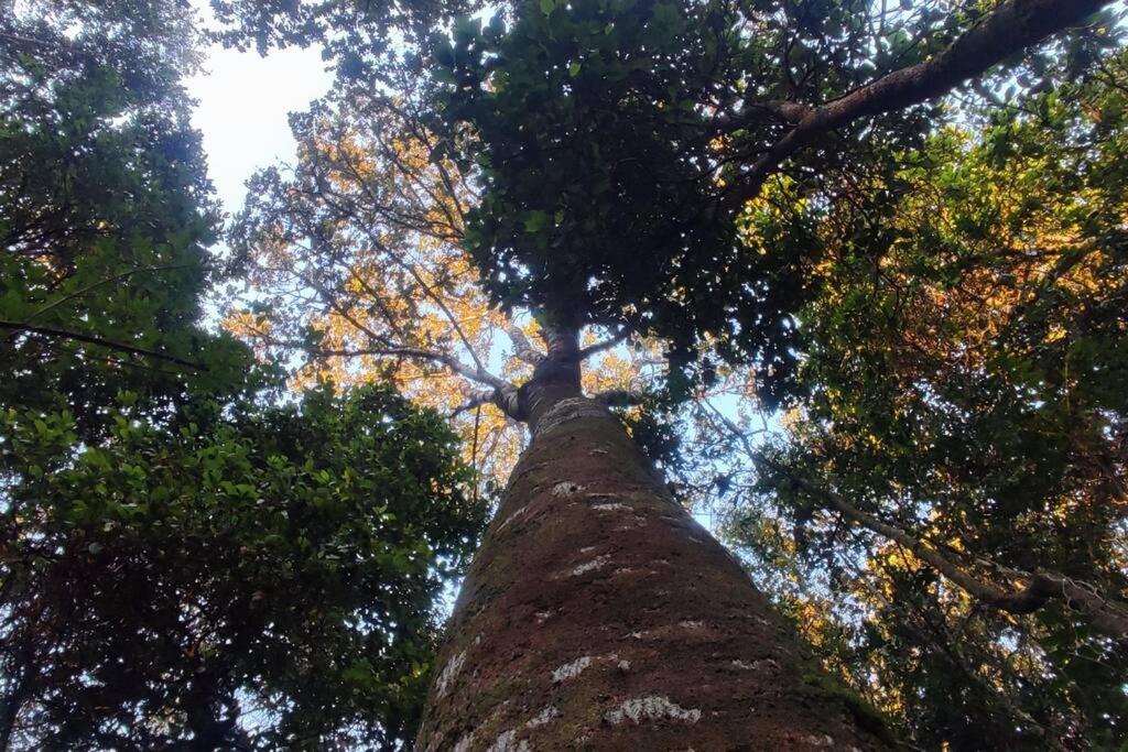 Domo el avellano inmerso en el bosque con tinaja incluida