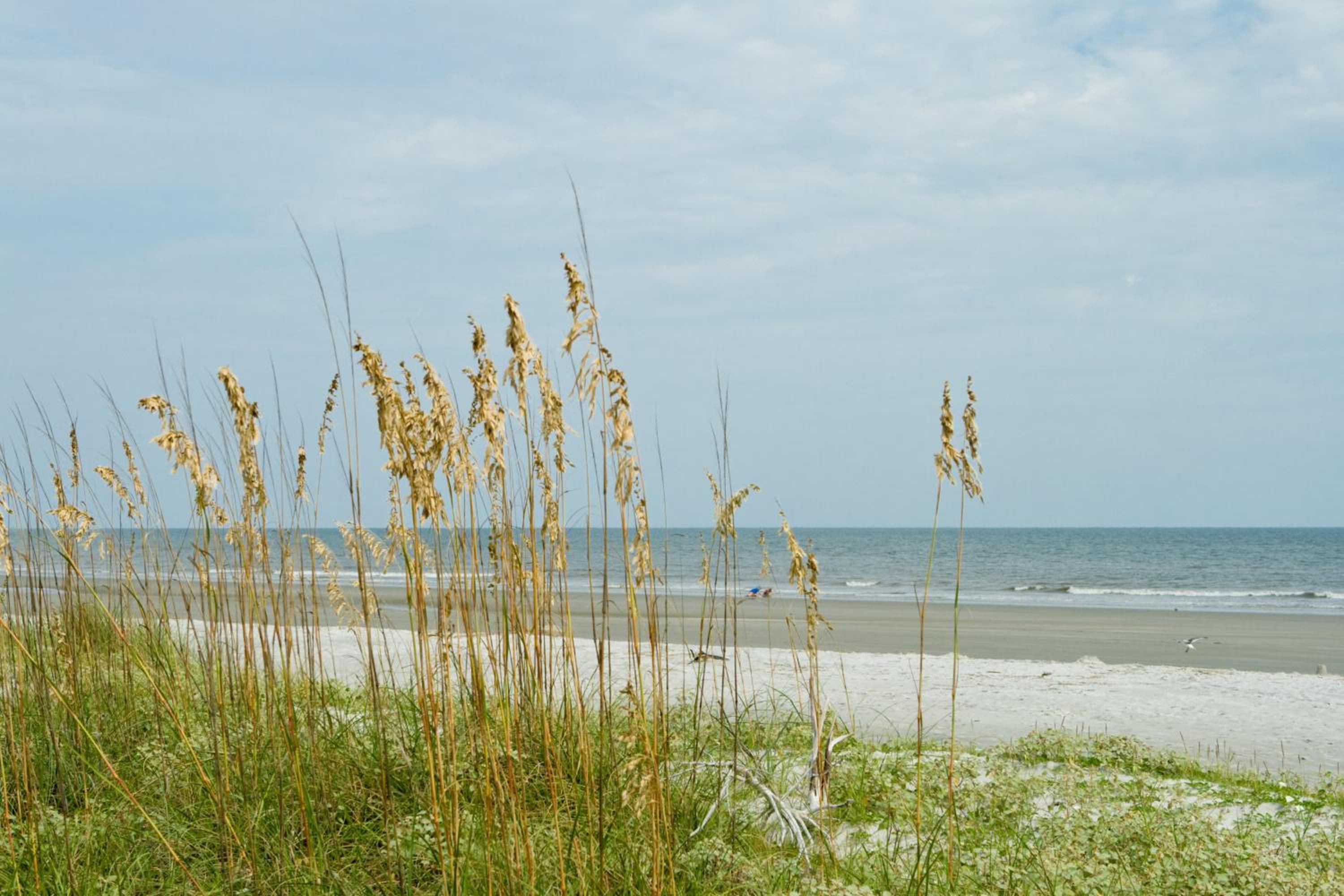 Marsh View