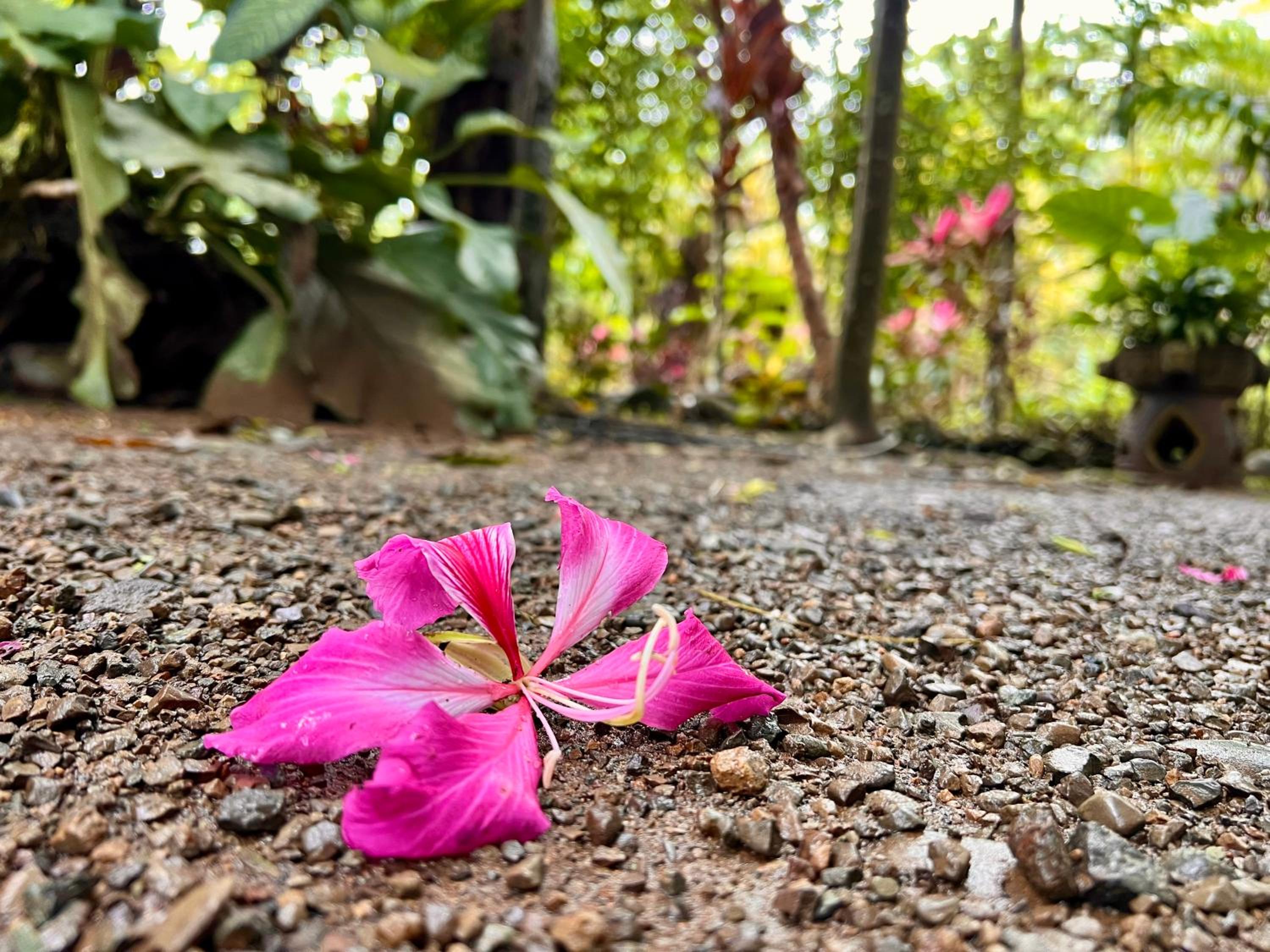 Eco Zaru, Experience Authentic Costa Rican Jungle & Ocean Bliss