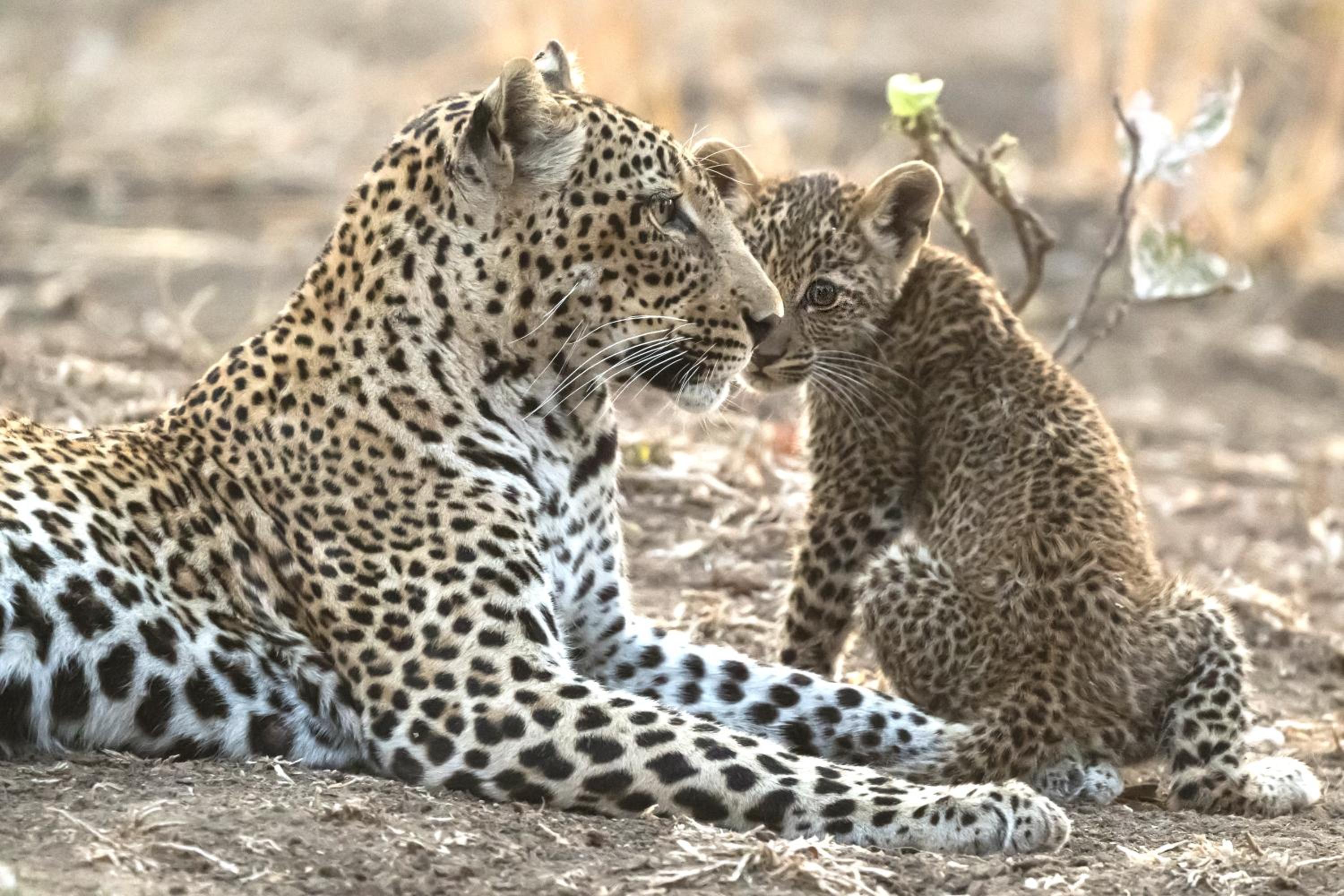 Msandile River Lodge