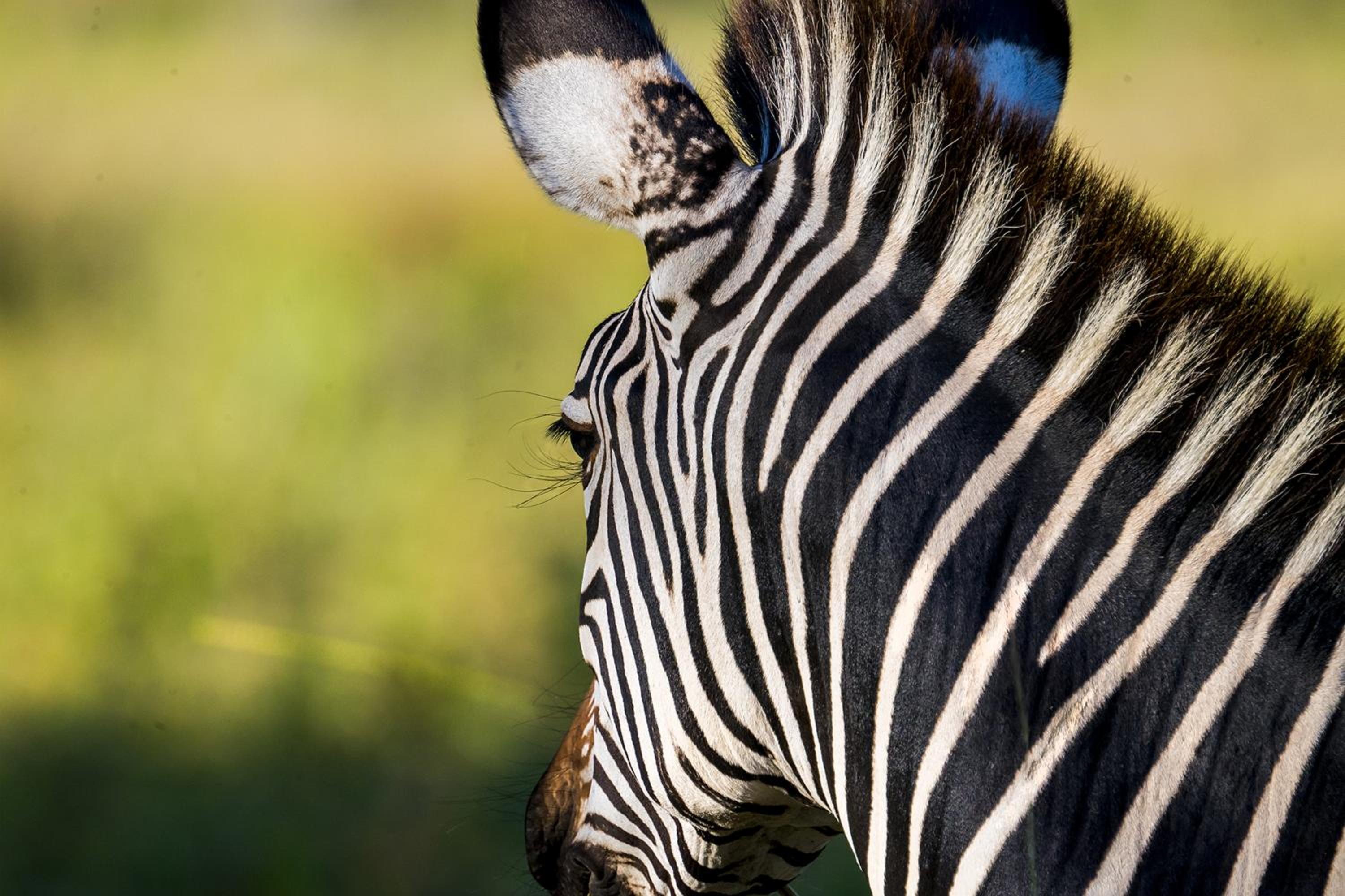 Msandile River Lodge